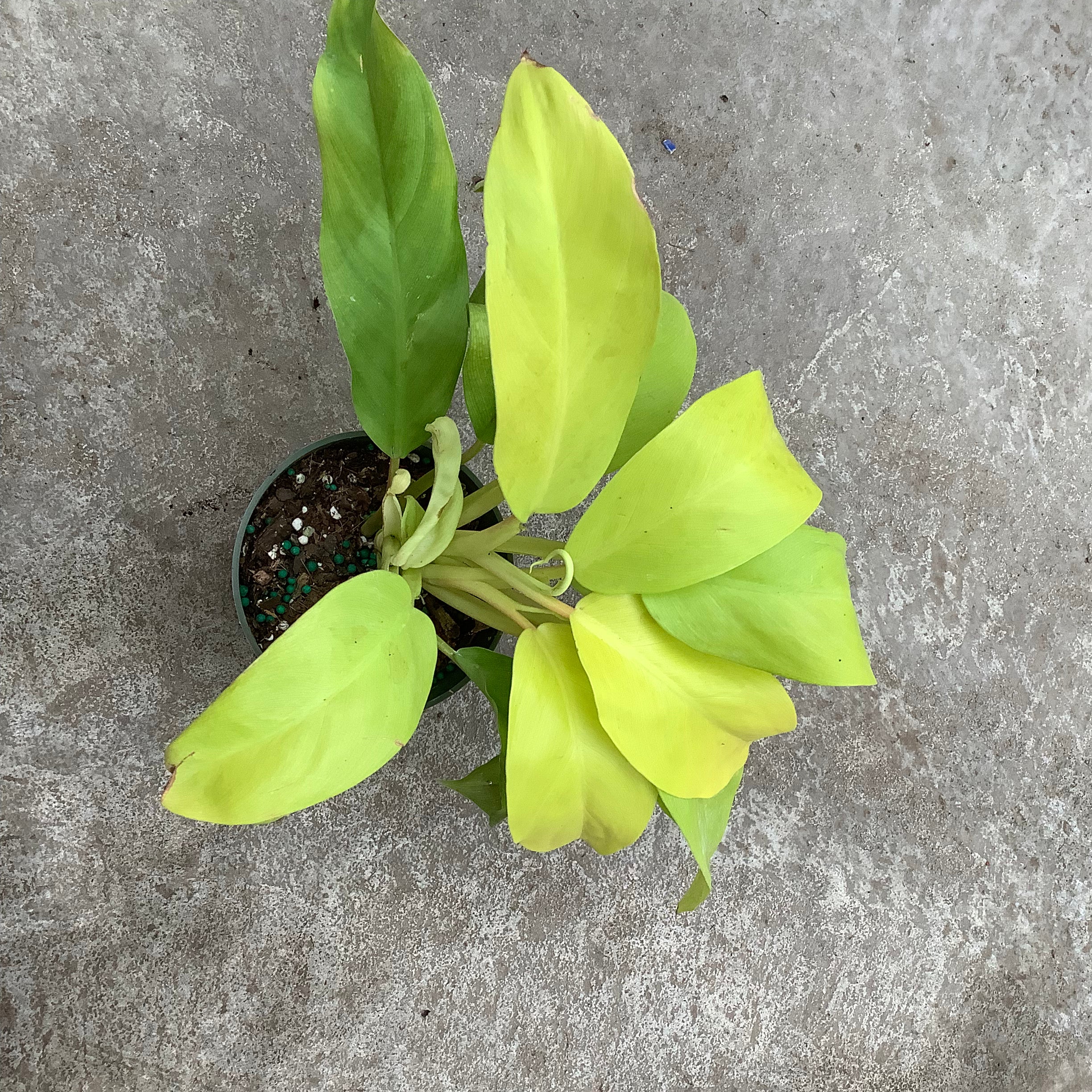 philodendron ceylon green Philodendron 'Ceylon Beauty' – Serres Lavoie