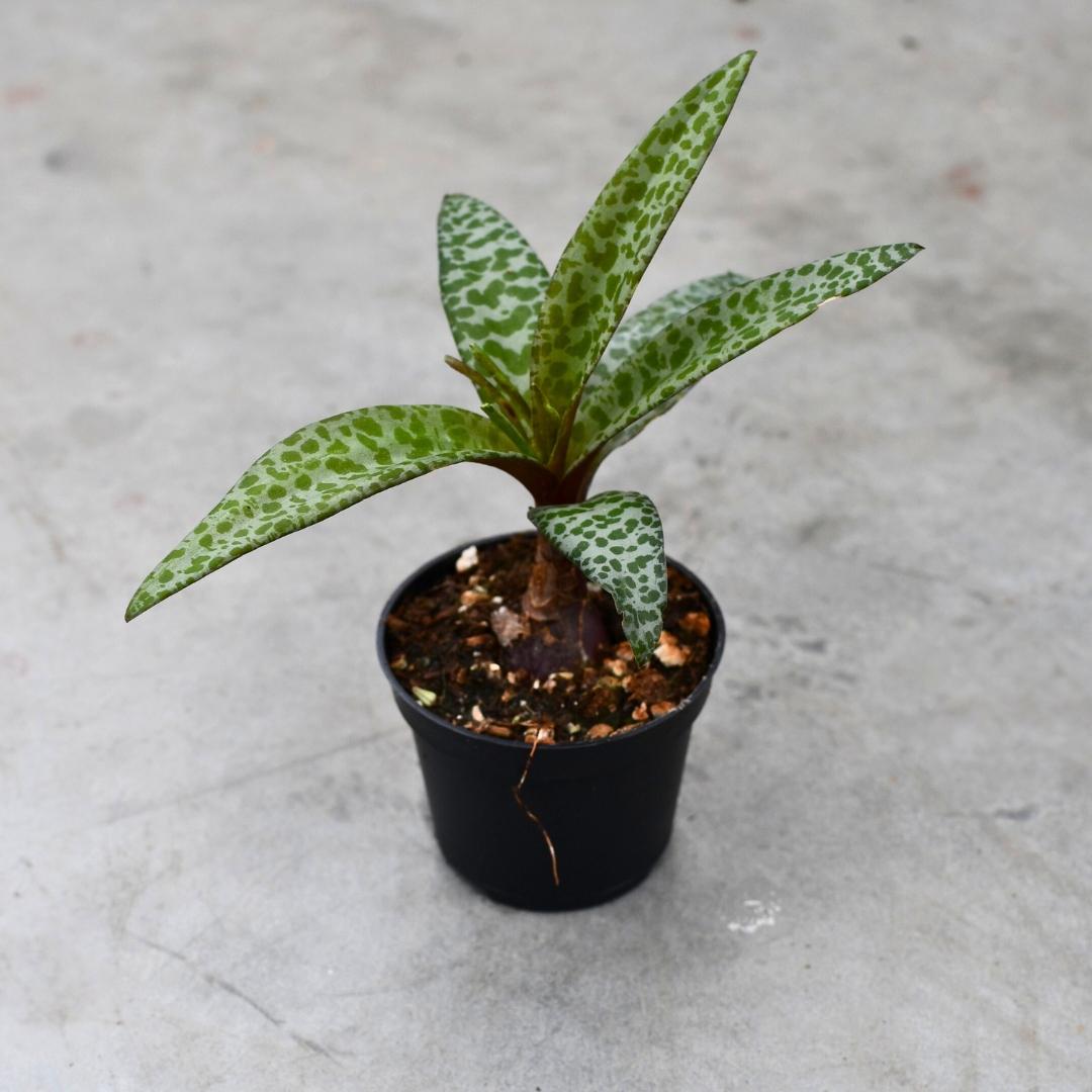 bulb like succulent Ledebouria socialis | Succulents