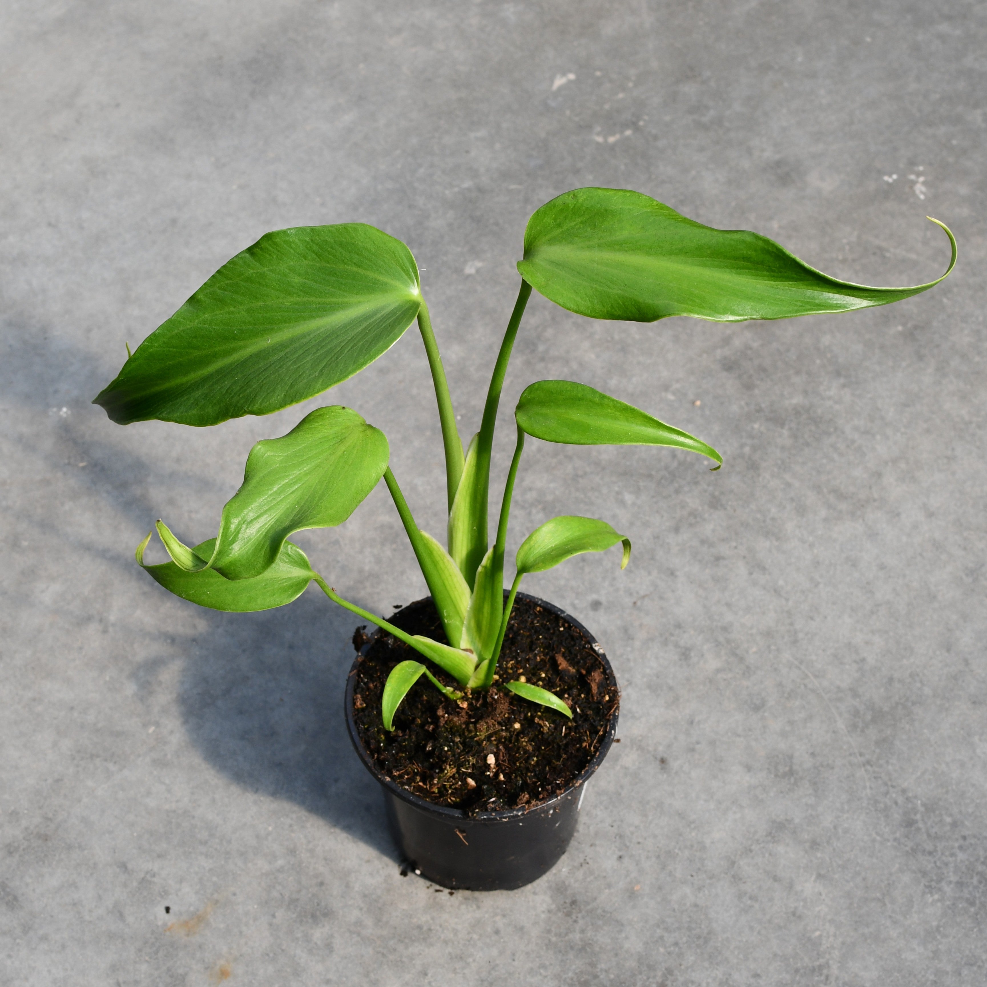Monstera burle marx 'Flame' – Serres Lavoie