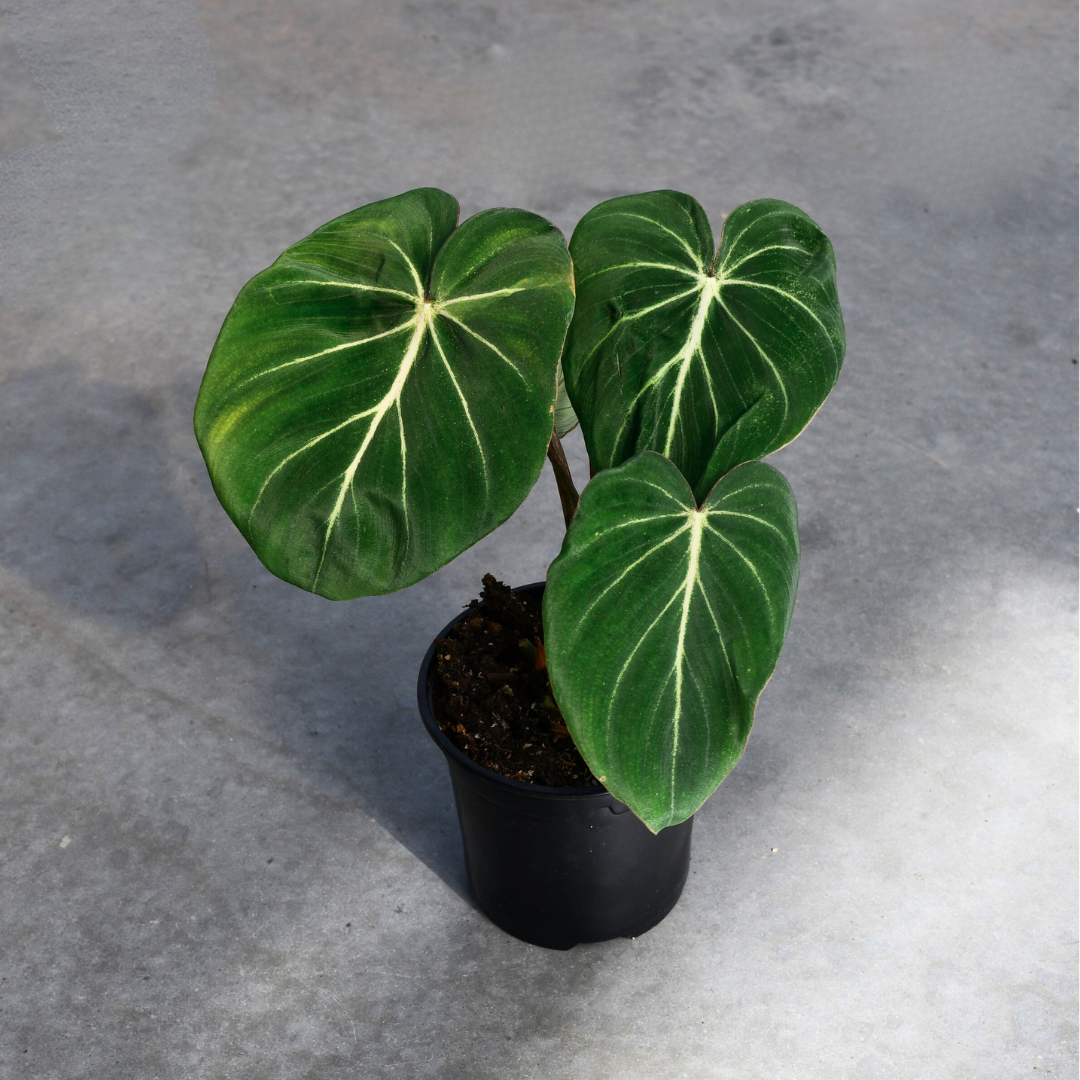 philodendron gloriosum potting mix Philodendron gloriosum – Serres Lavoie
