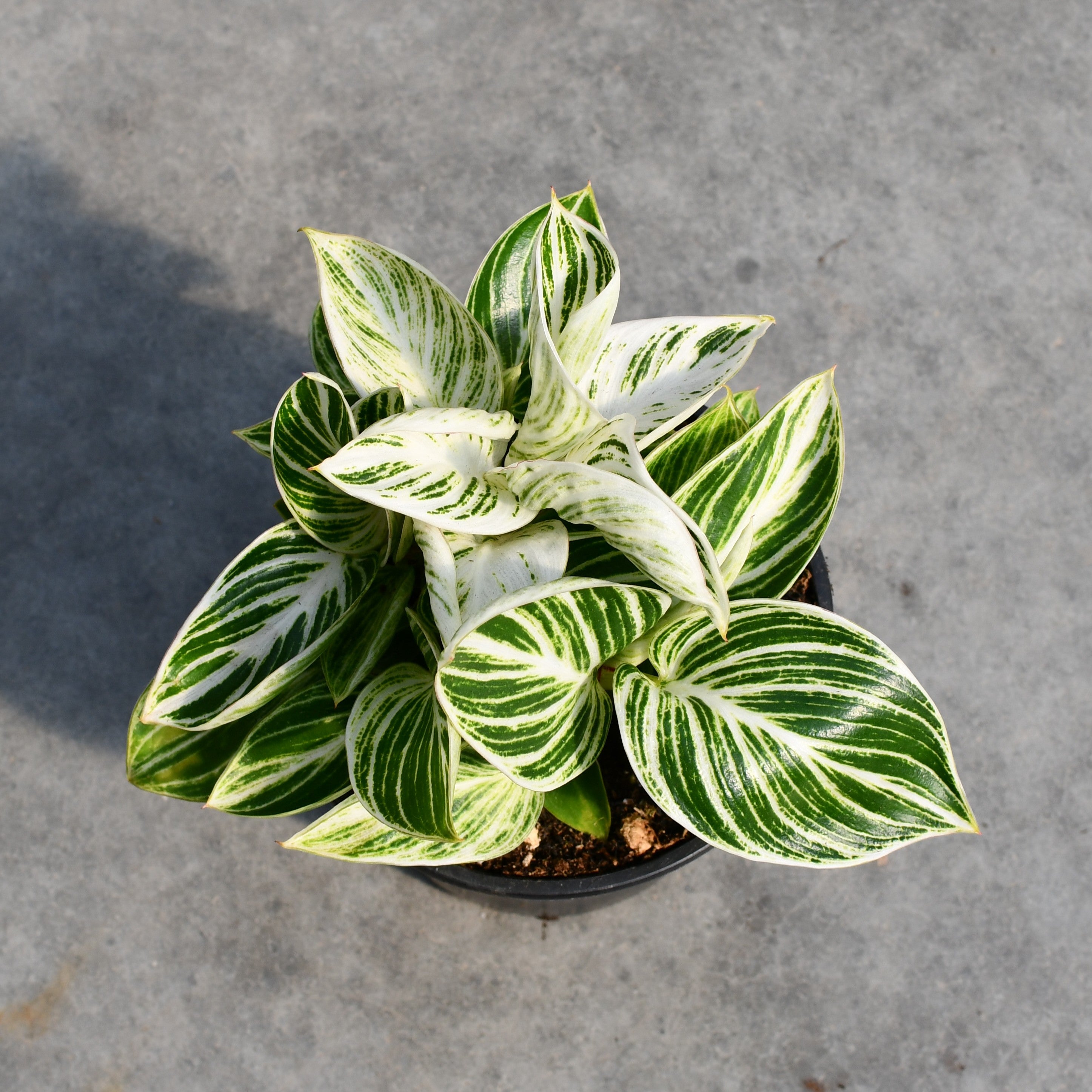 philodendron hybrida white measure Philodendron 'White Measure' – Serres Lavoie