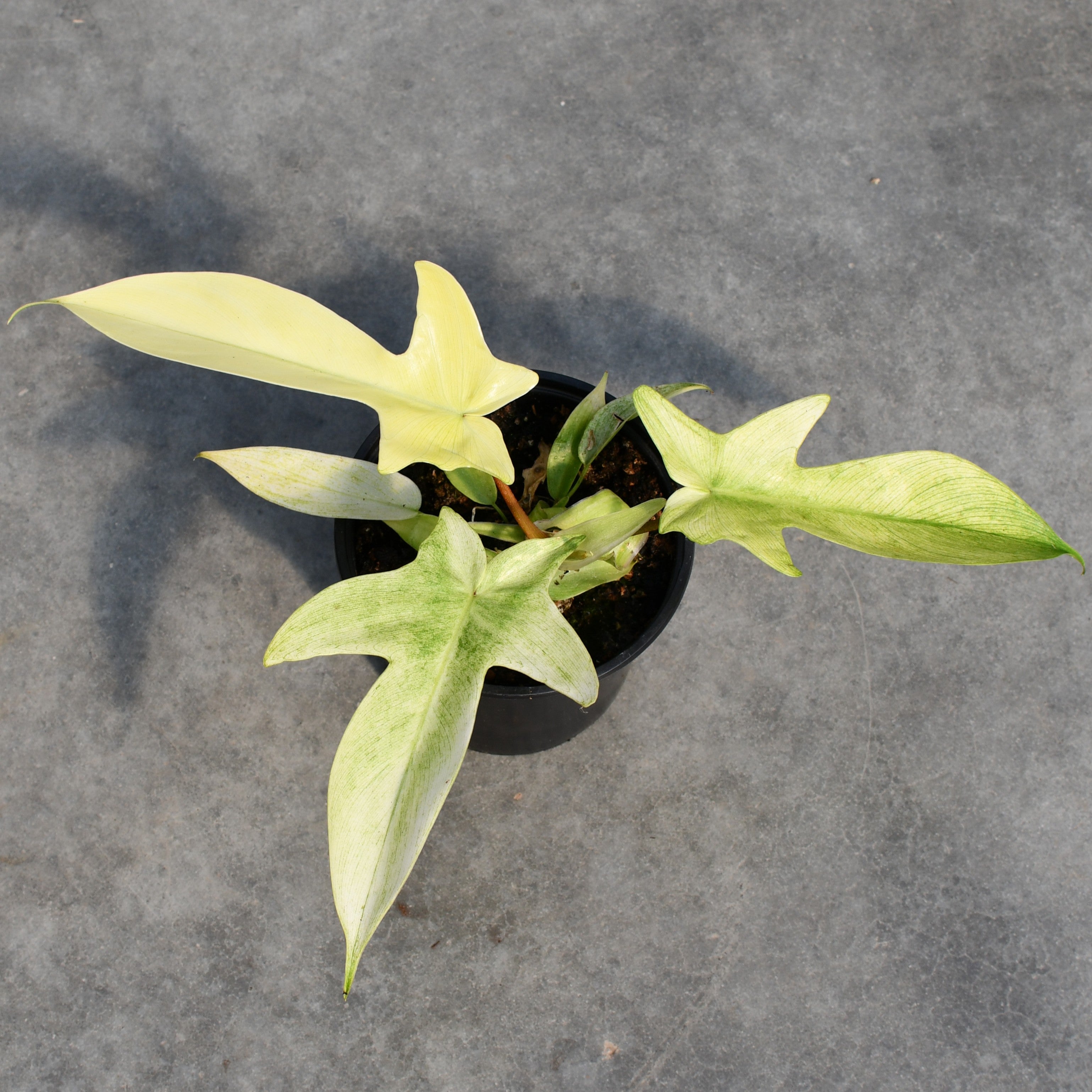 Philodendron 'Florida Ghost' – Serres Lavoie