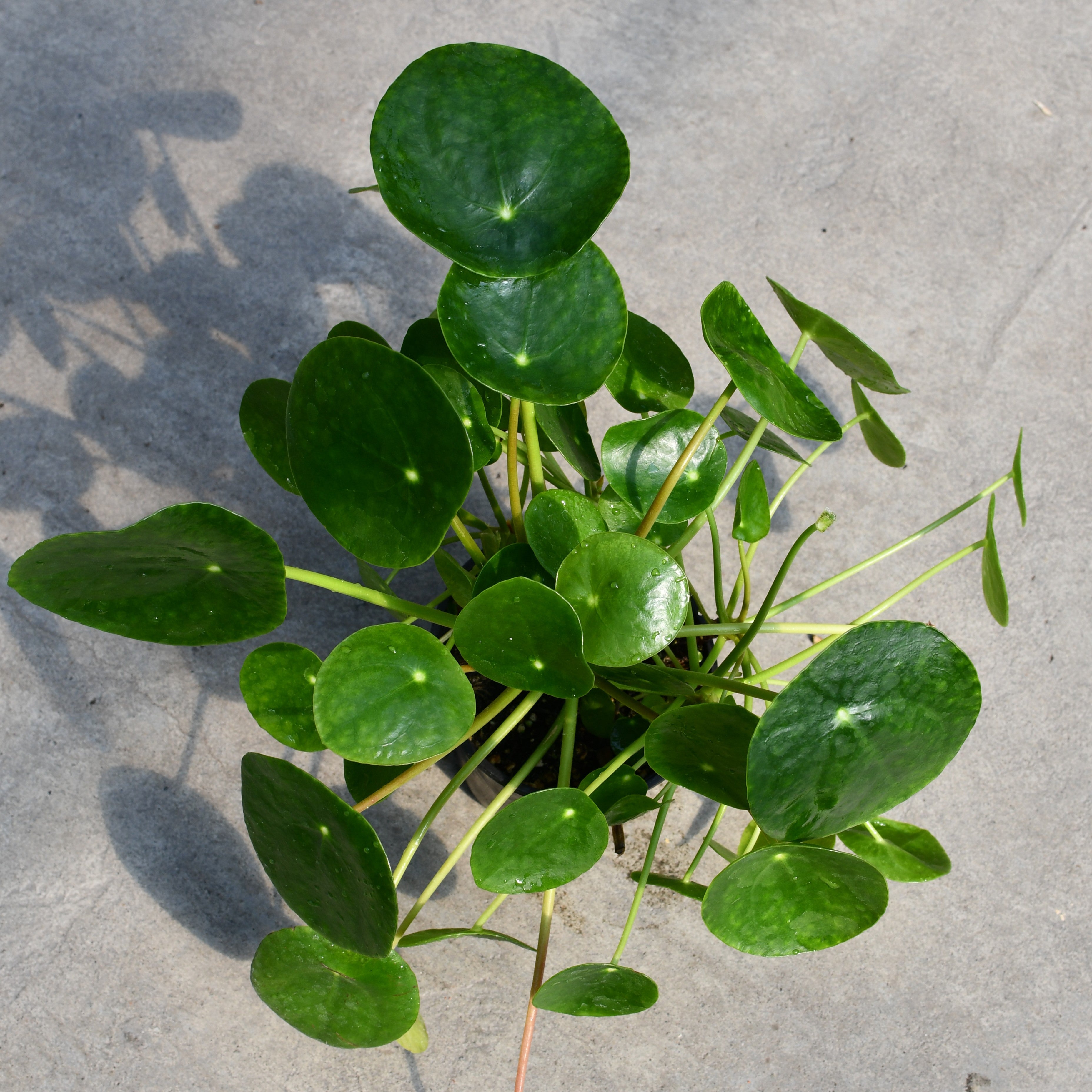 chinese money plant delivery Pilea peperomioides | Tropical