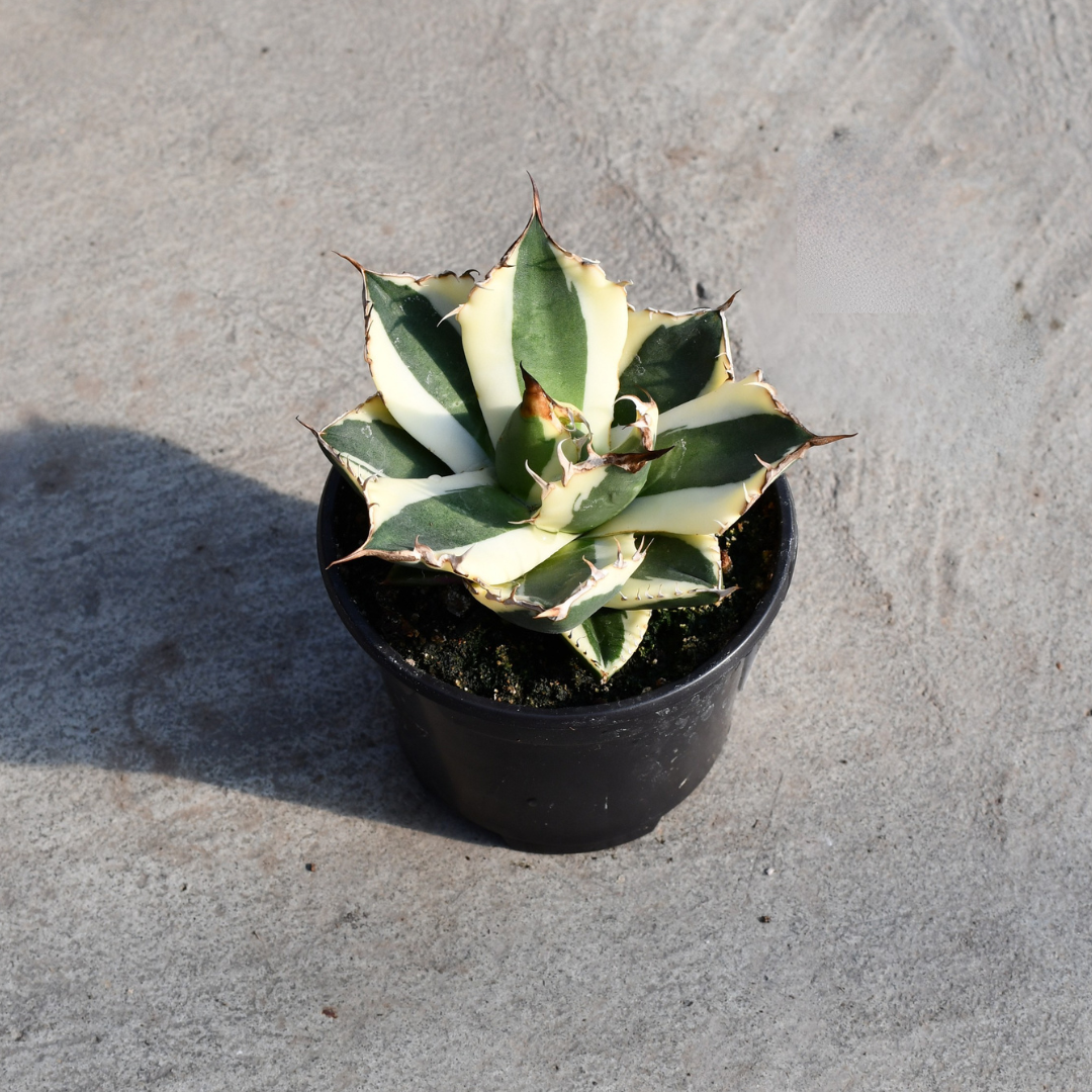 Agave titanota 'Snaggle Tooth' – Serres Lavoie Agave titanota 'Snaggle Tooth' – Serres Lavoie
