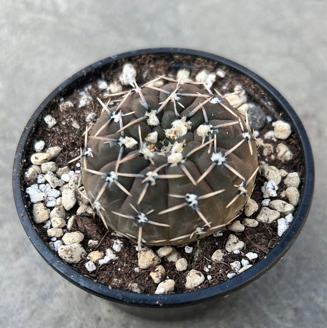 Gymnocalycium Stellatum