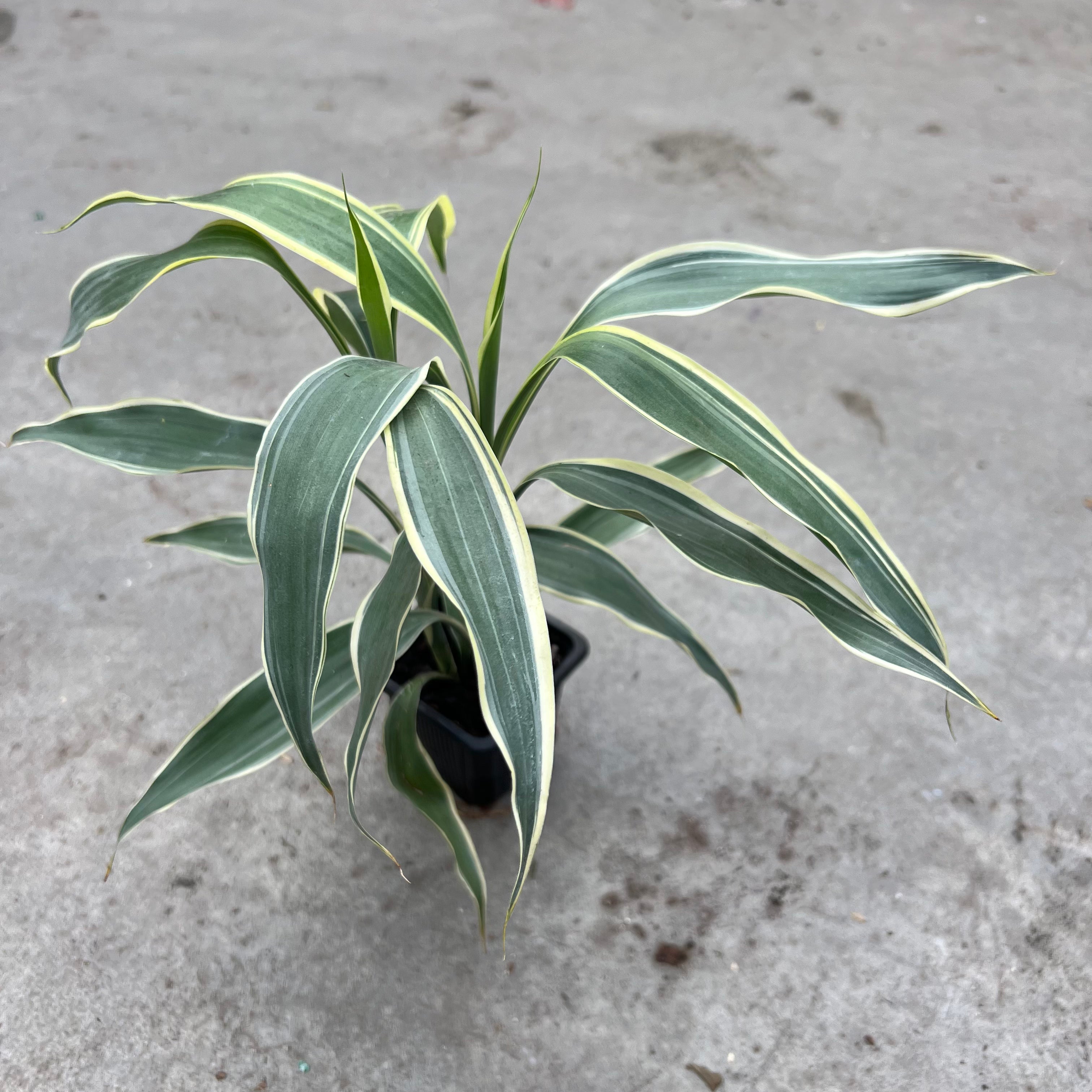 dracaena sanderiana white stripe Dracaena sanderiana variegata – Serres Lavoie