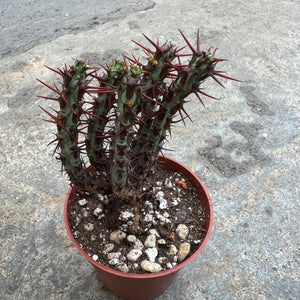 Open image in slideshow, Euphorbia aeruginosa
