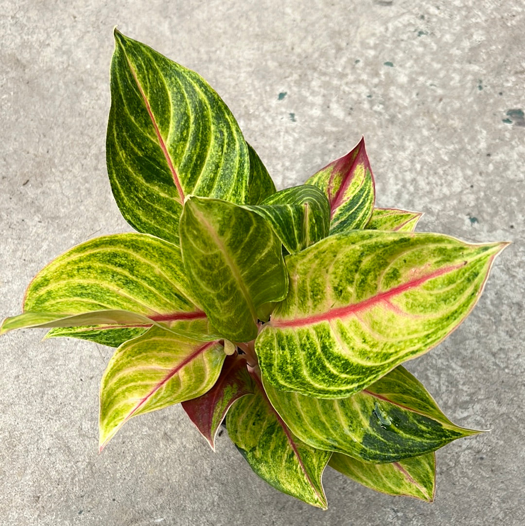 aglaonema golden Aglaonema 'Green Papaya' | Tropical