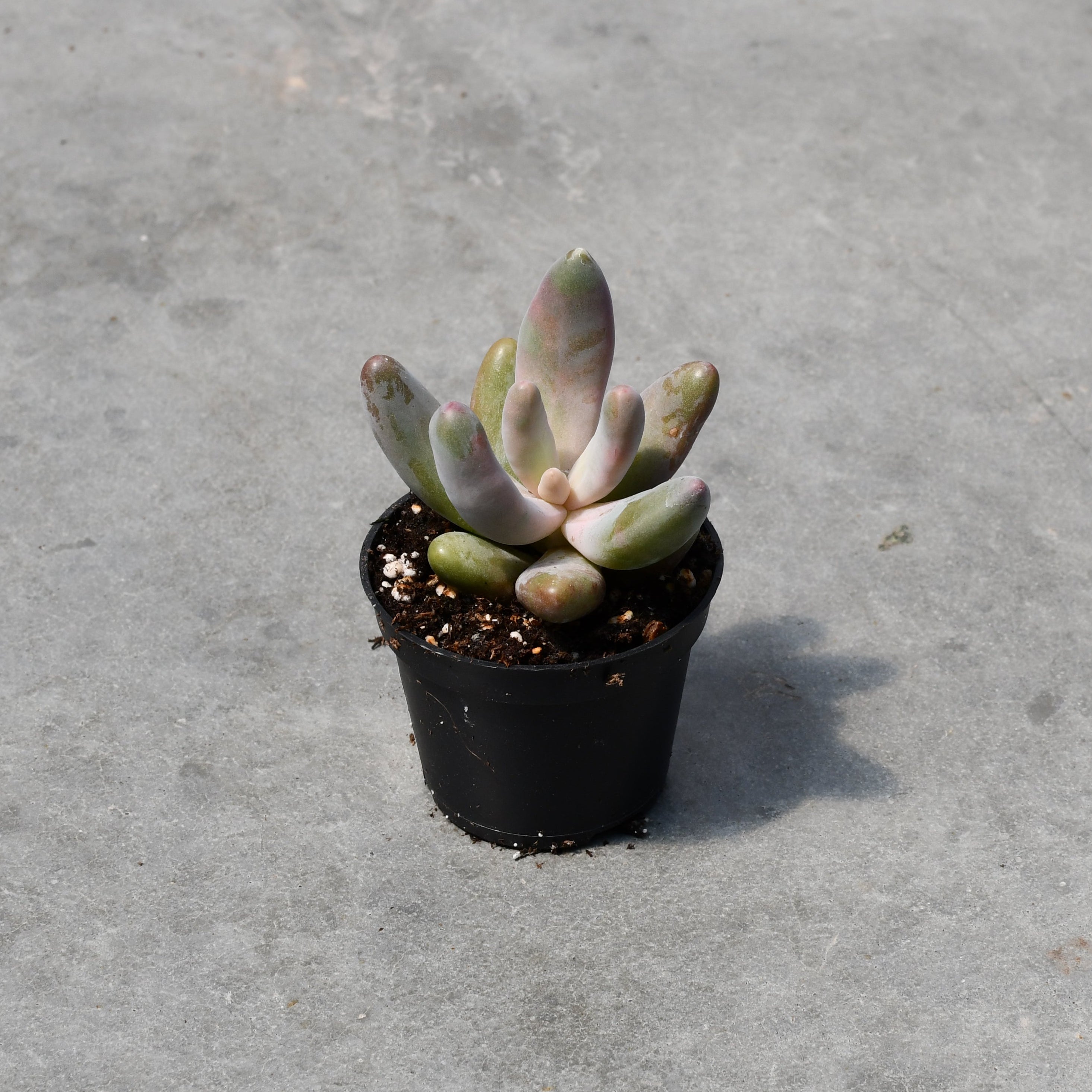 Pachysedum 'Ganzhou' – Serres Lavoie
