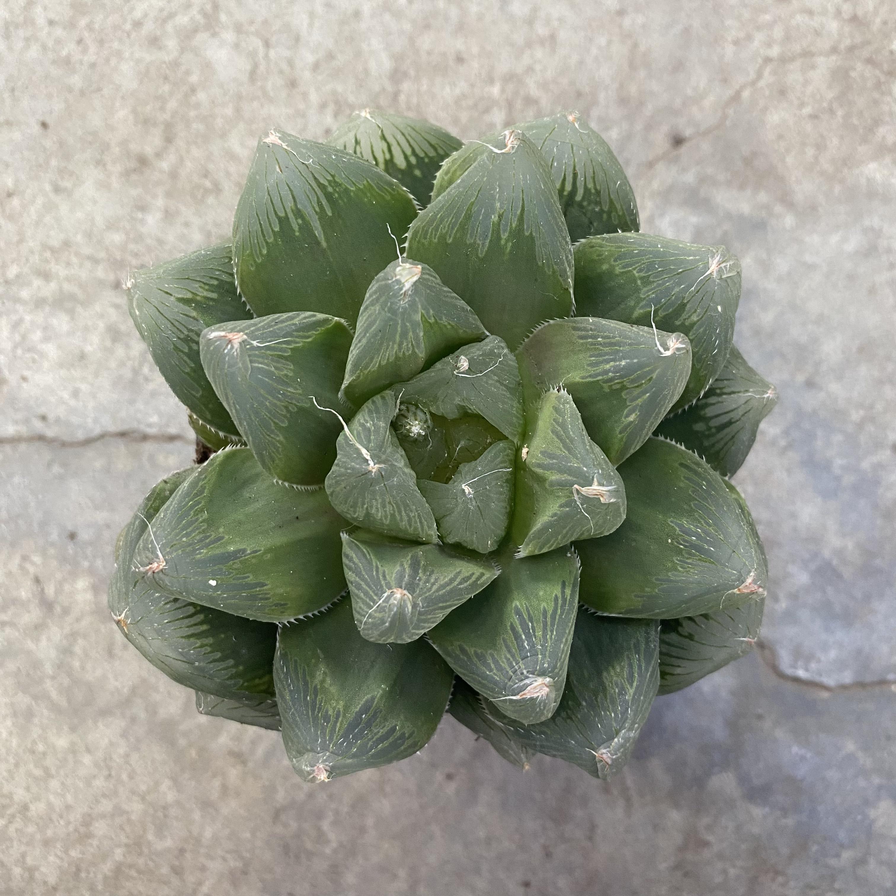jade dew succulent Haworthia 'Devil Jade Dew' – Serres Lavoie