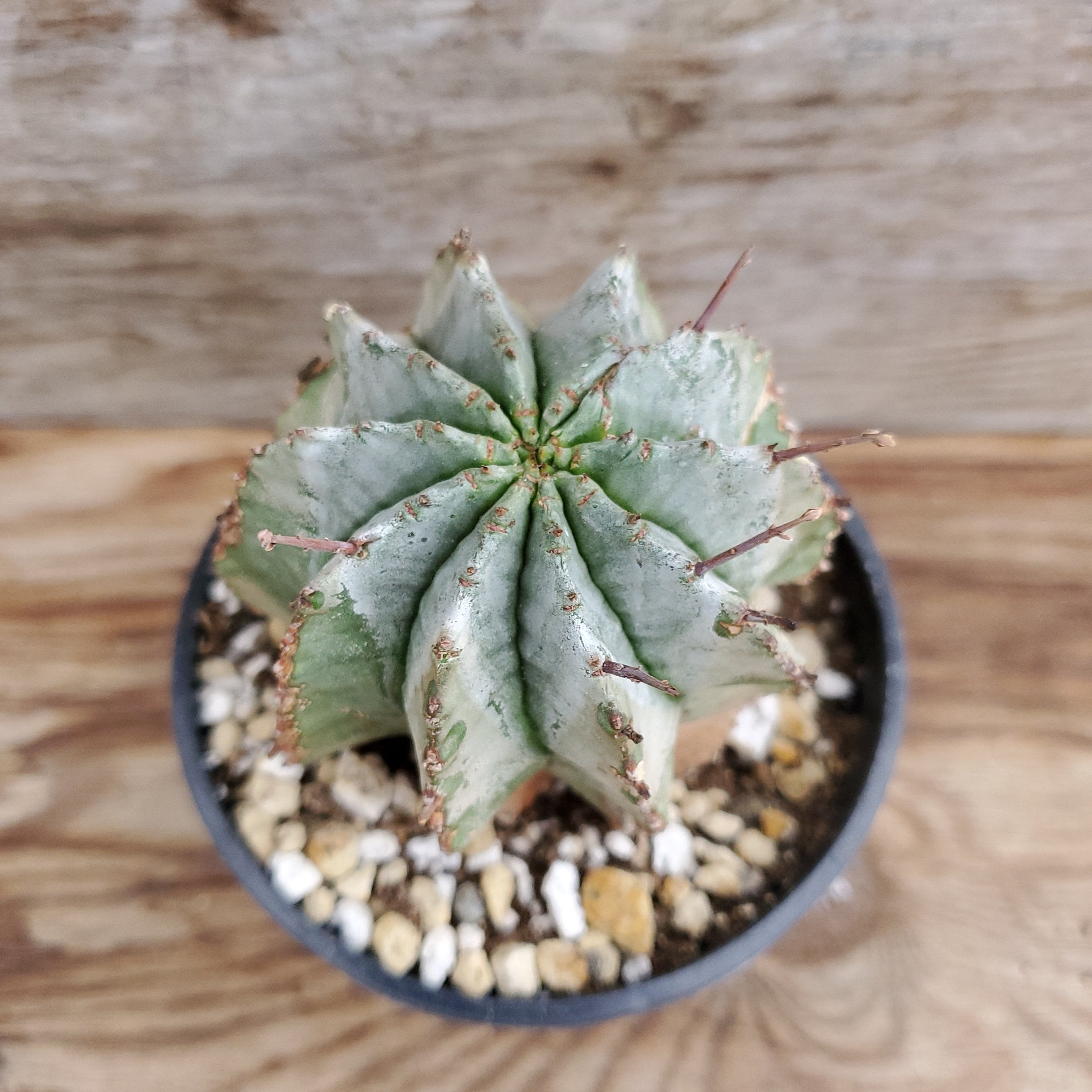 snowflake succulent Euphorbia polygona cv. SnowFlake | Succulents