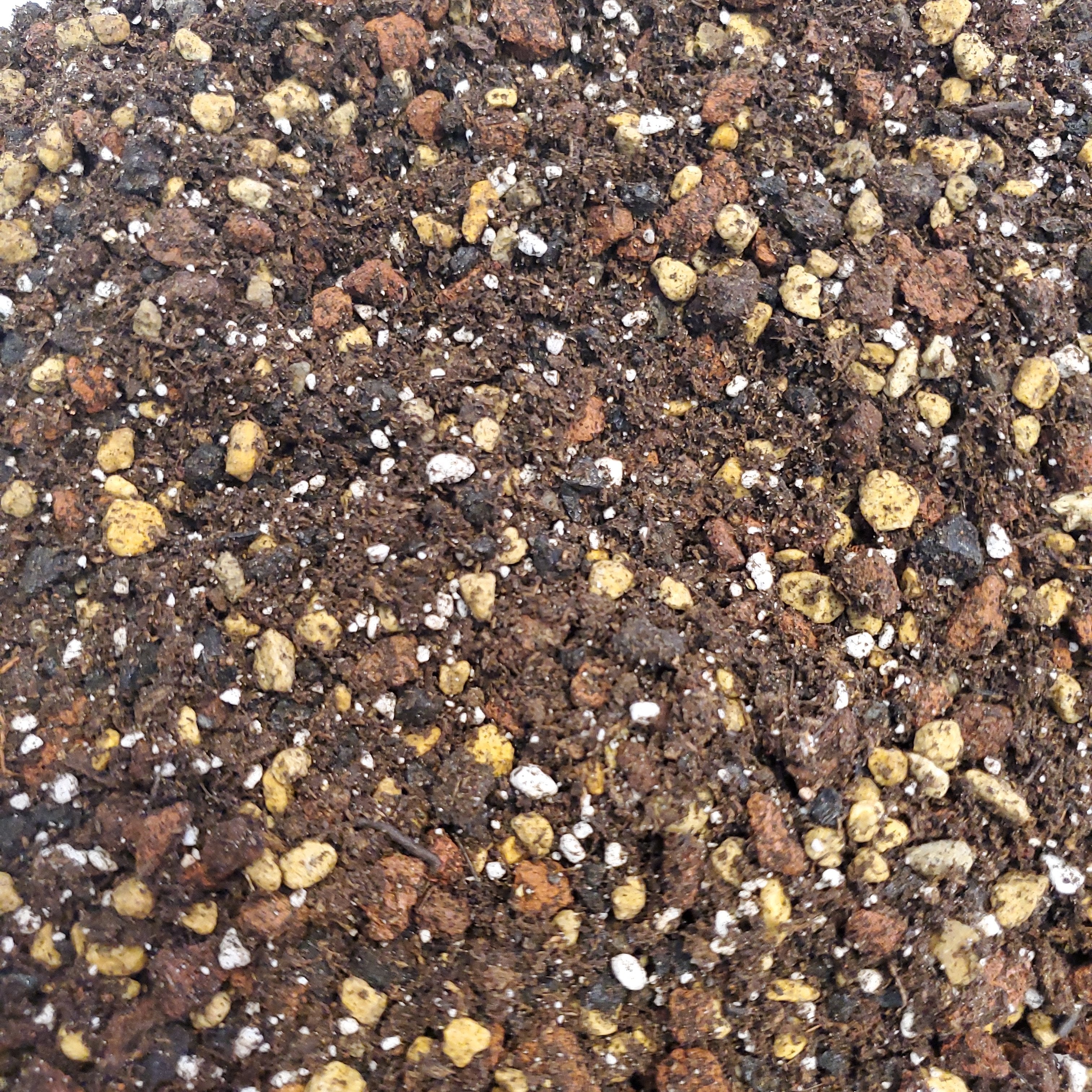 potting mix for lithops Lithops soil – Serres Lavoie