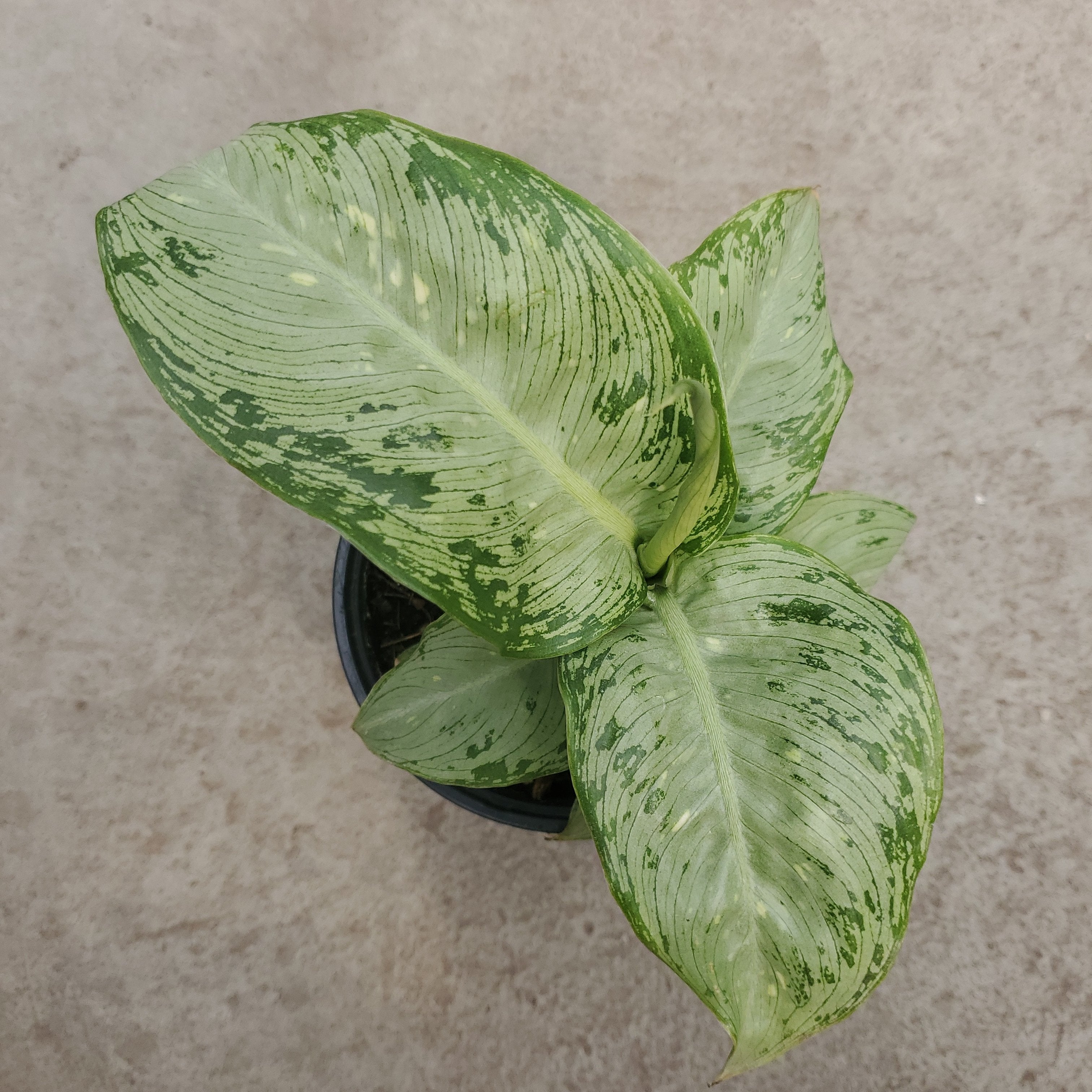 dieffenbachia tiki Dieffenbachia 'Tiki' – Serres Lavoie