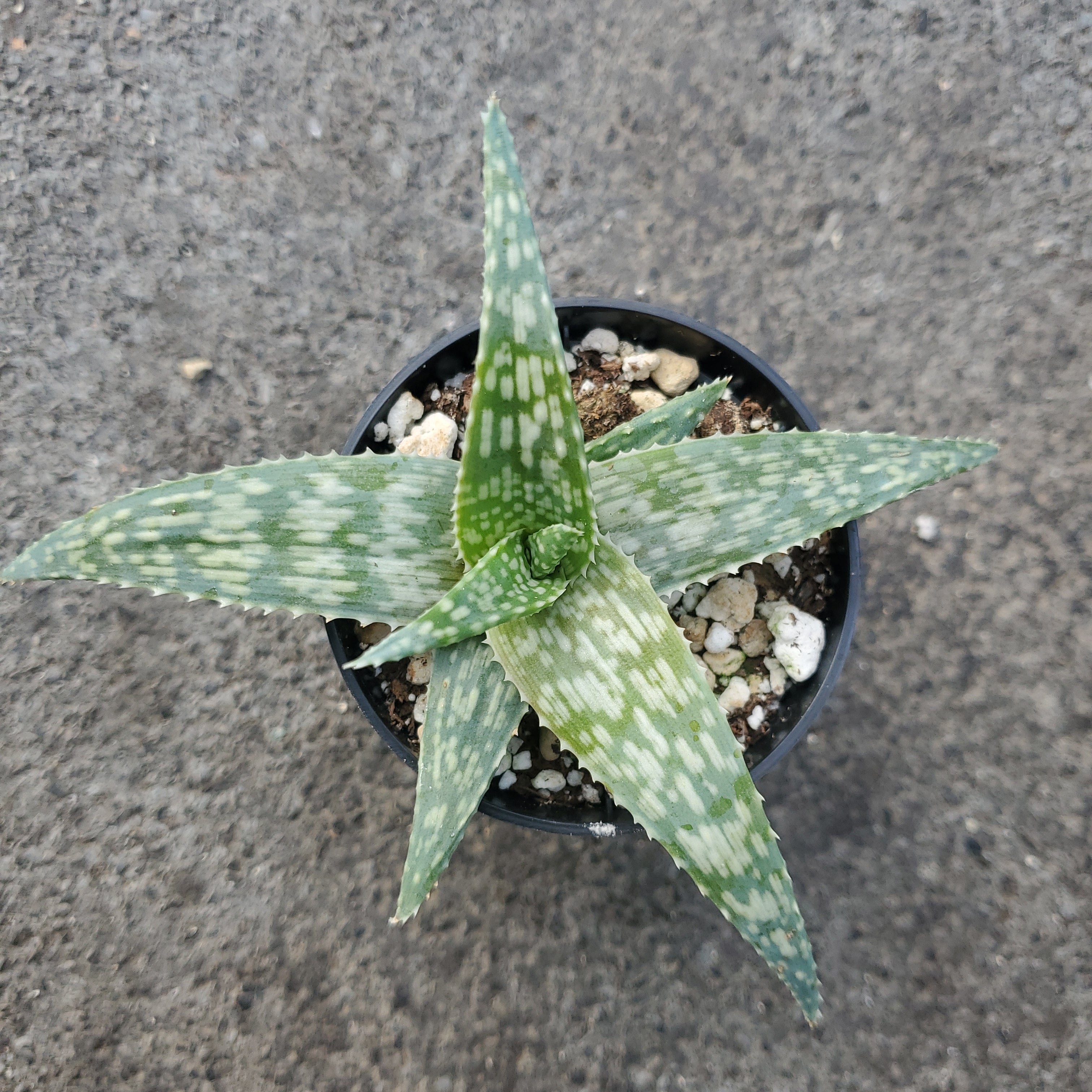 white beauty aloe vera plant Aloe 'White beauty' | Succulents