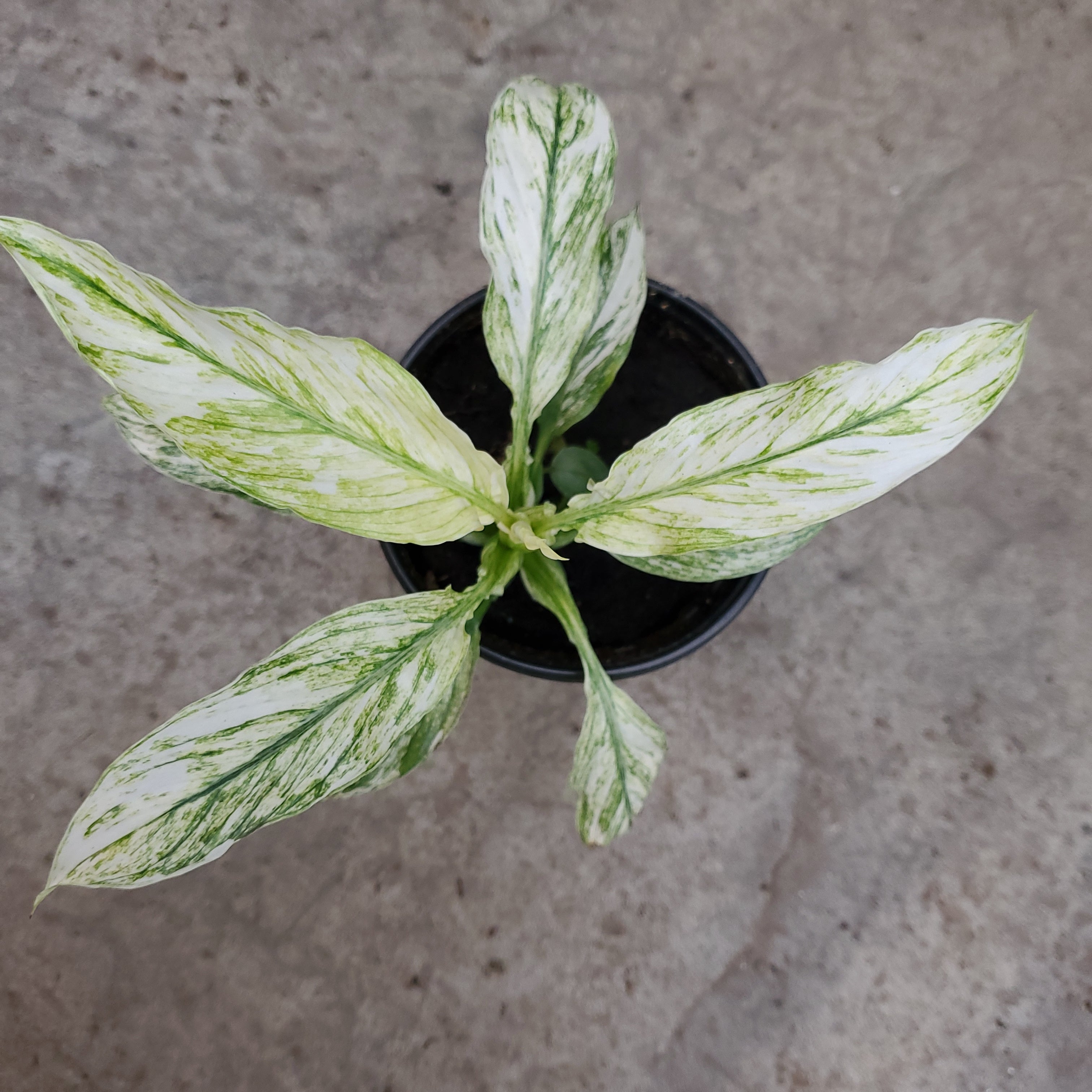 jessica peace lily Spathiphyllum jessica f. variegata – Serres Lavoie
