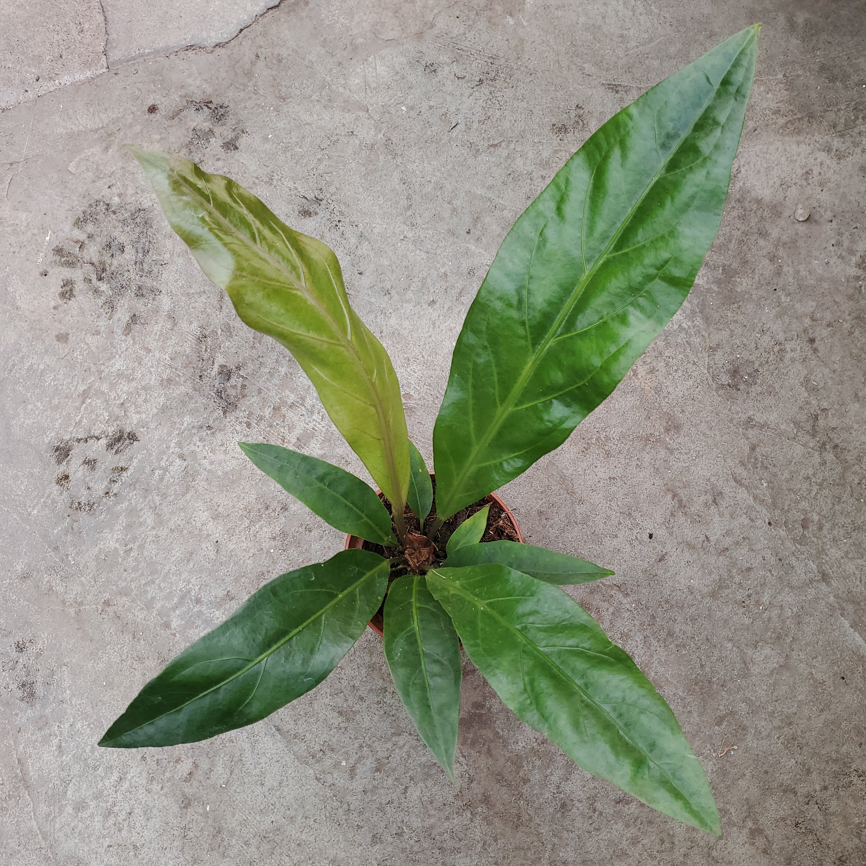anthurium jungle king Anthurium jungle king | Tropical