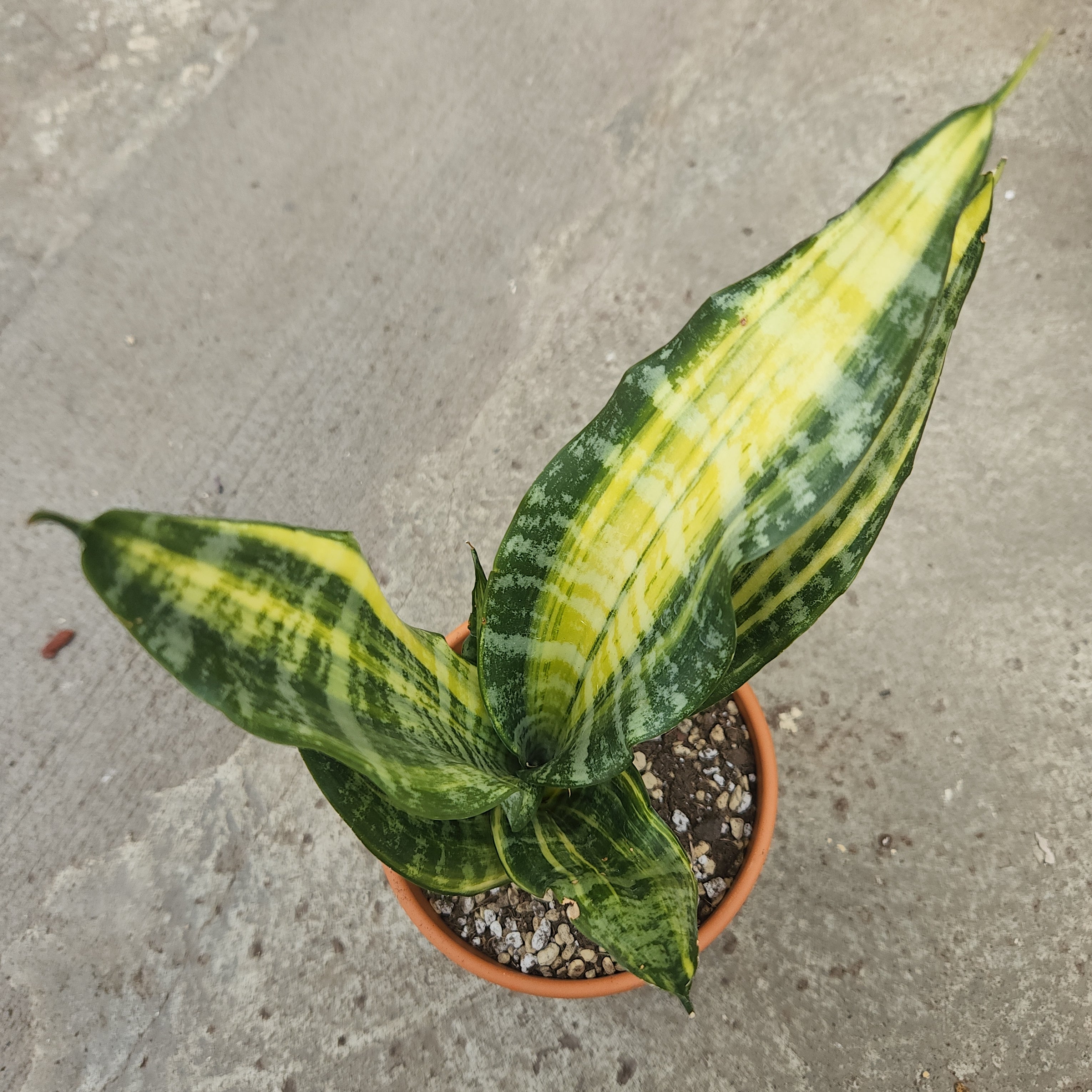 sansevieria trifasciata futura Sansevieria futura aurea – Serres Lavoie