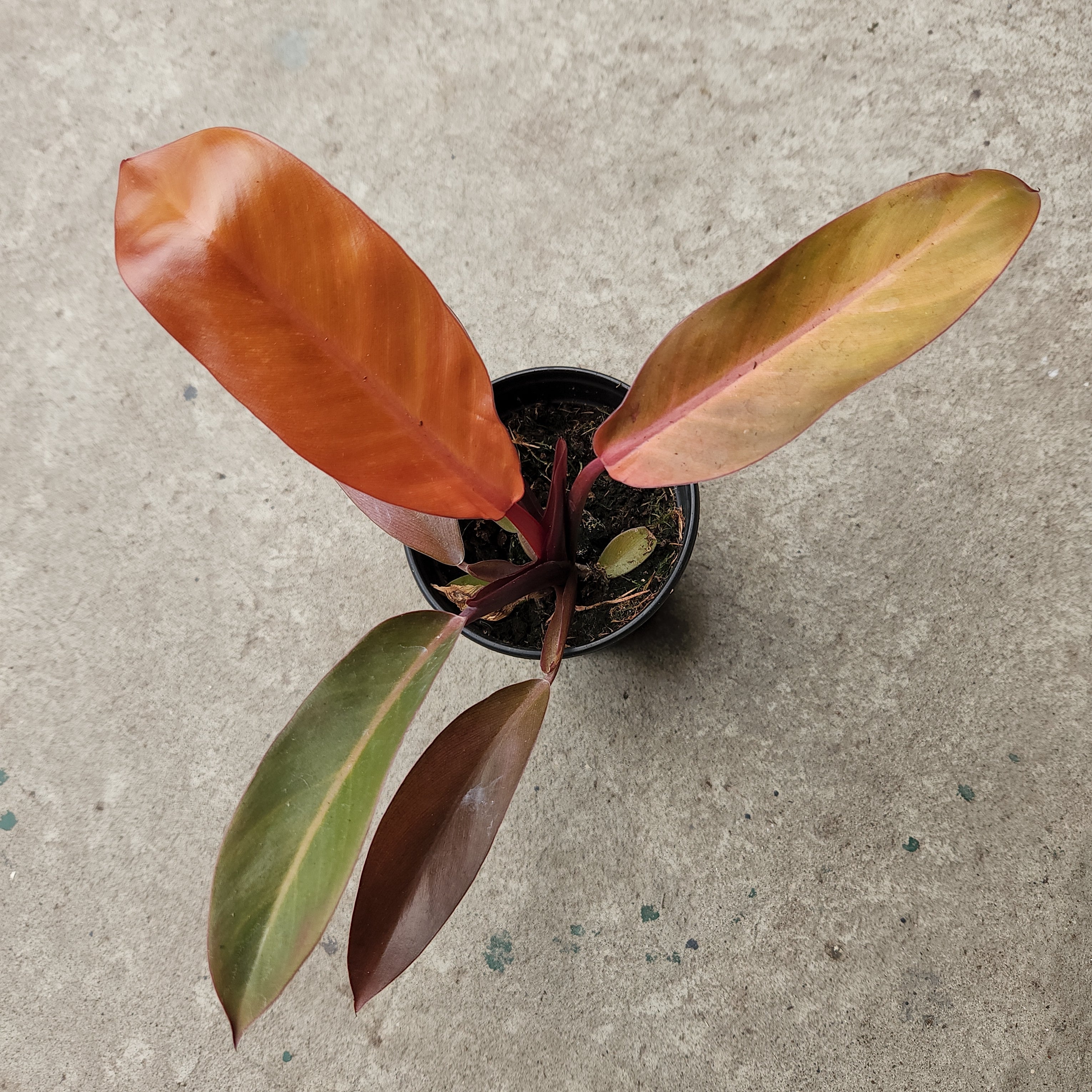 kathleen philodendron Philodendron 'Kathleen' – Serres Lavoie