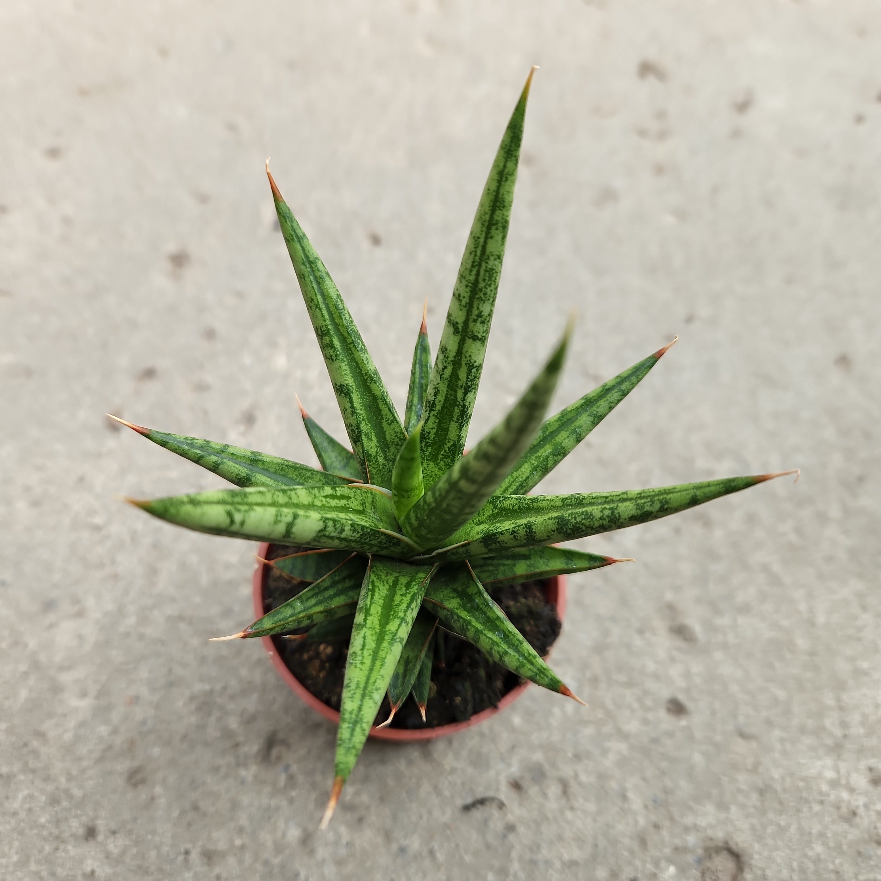 sansevieria francisii common name Sansevieria francisii – Serres Lavoie