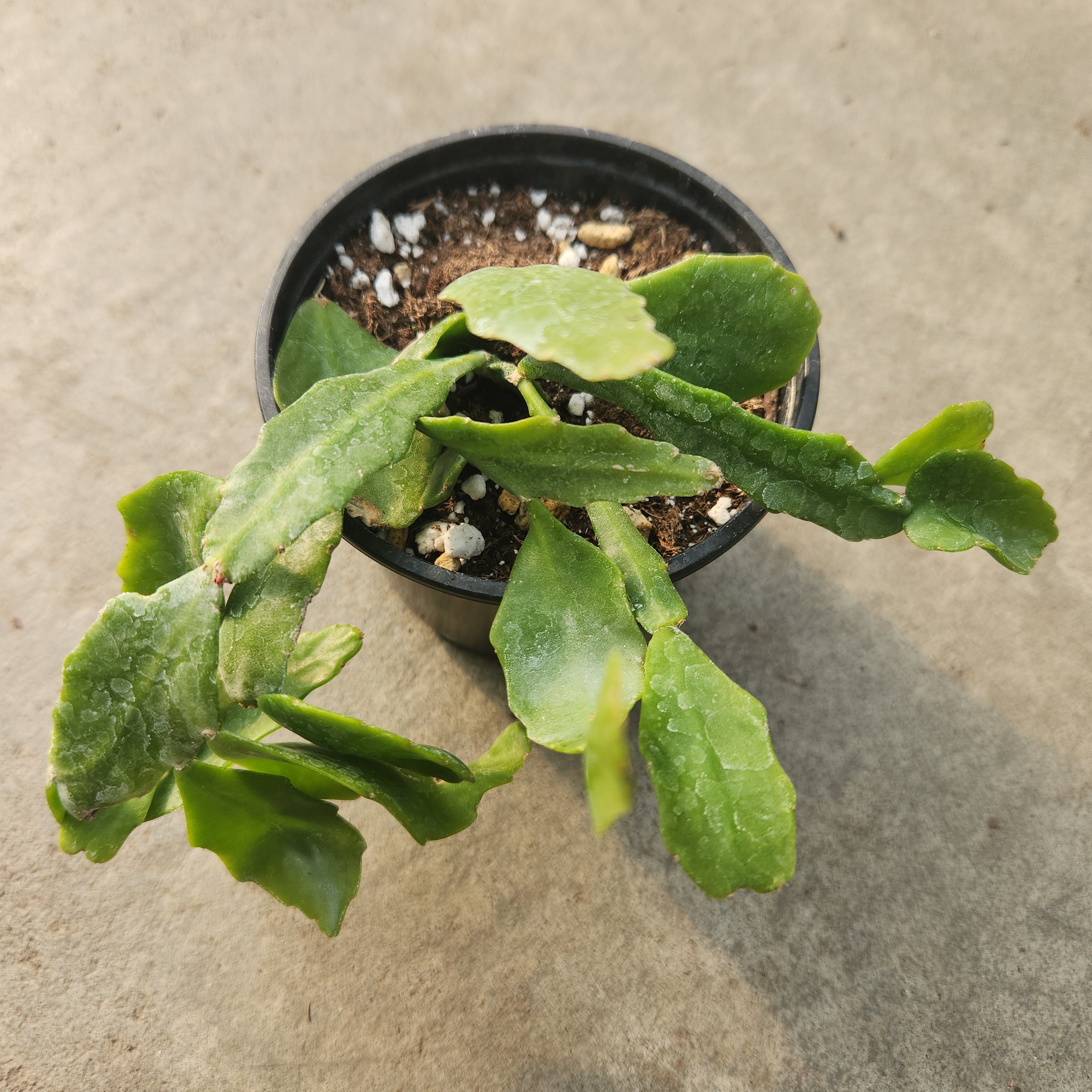 Rhipsalis Crispata Serres Lavoie rhipsalis-crispata-serres-lavoie
