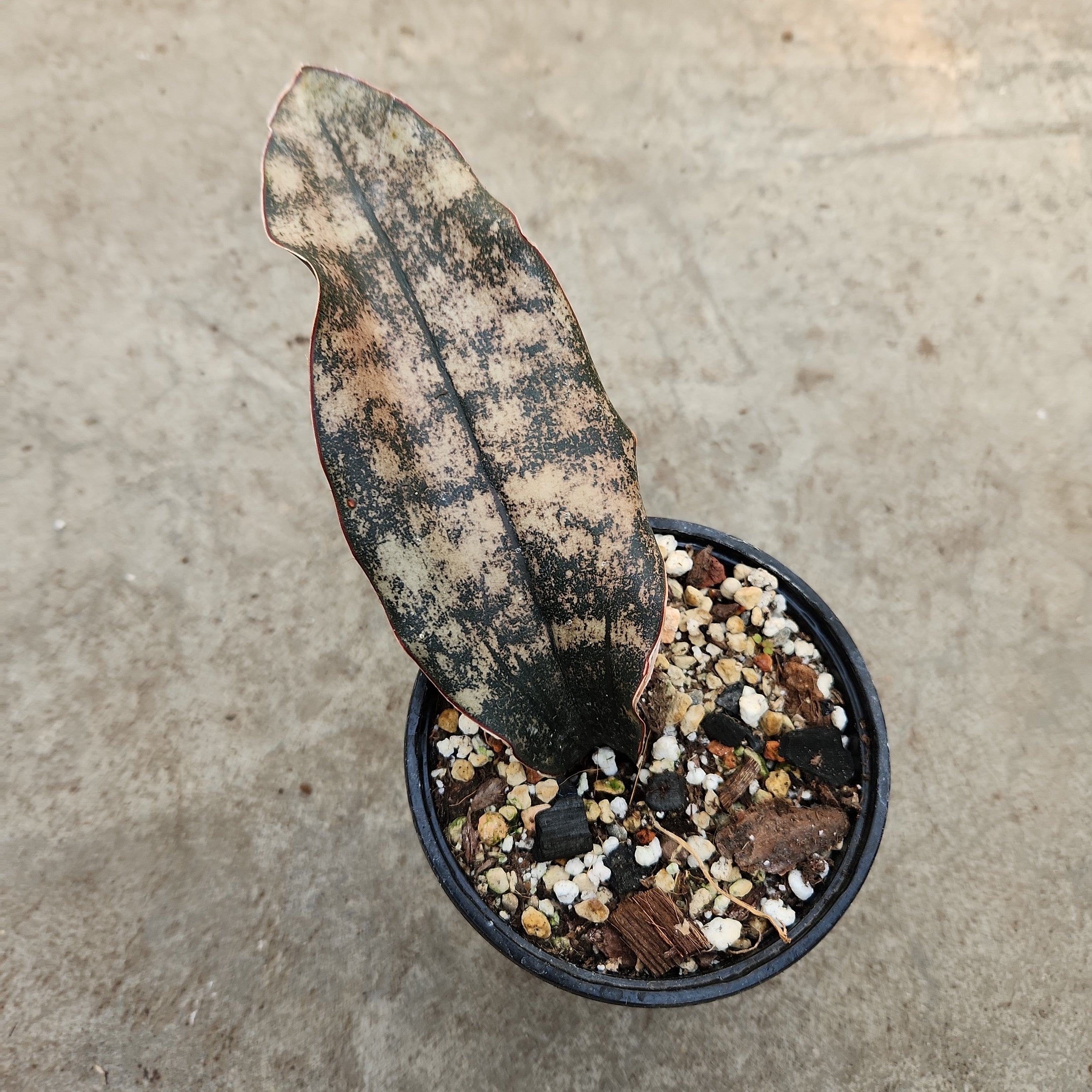 coppertone snake plant price Sansevieria kirkii cv. Coppertone – Serres Lavoie