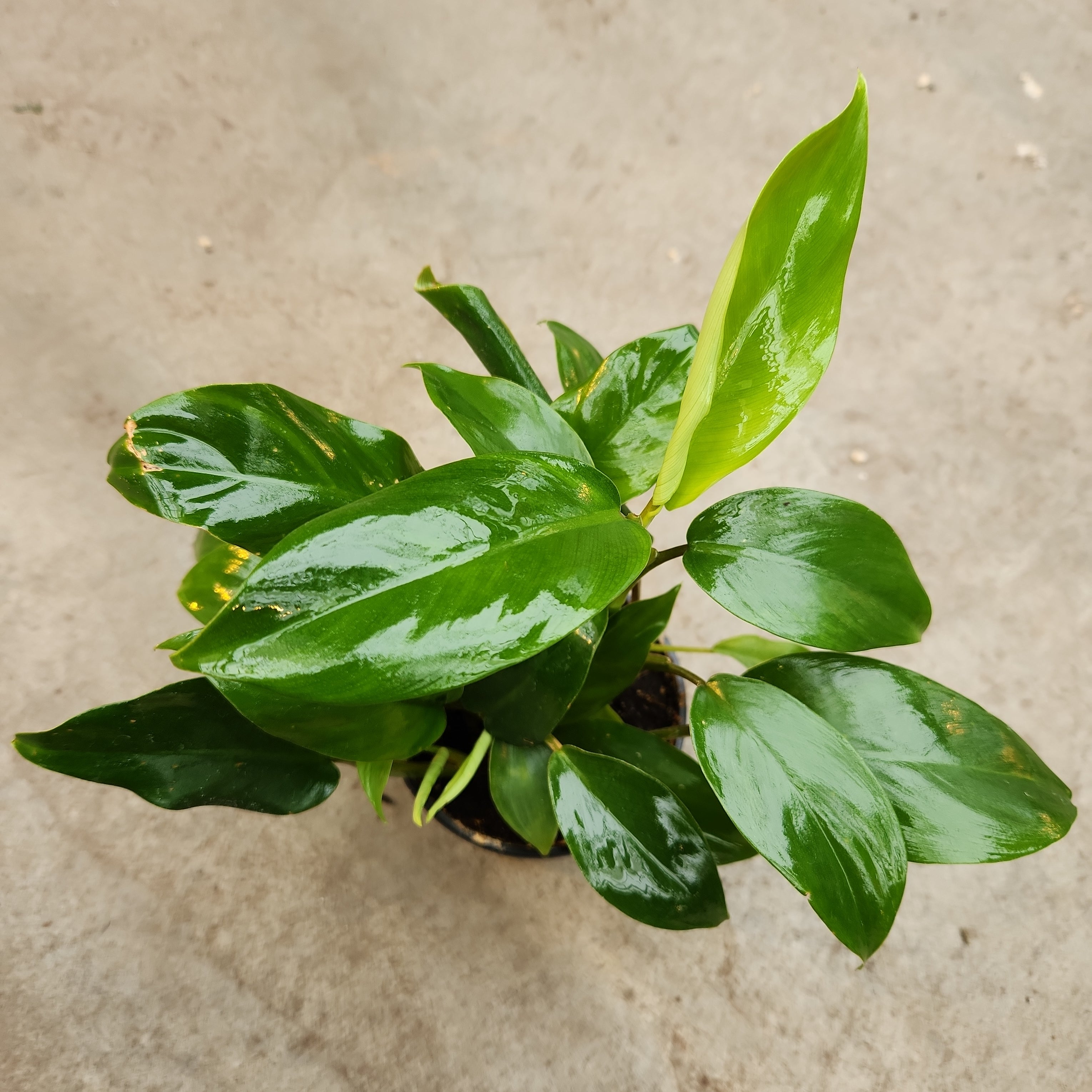 philodendron green lemon Philodendron 'Green lemon' – Serres Lavoie