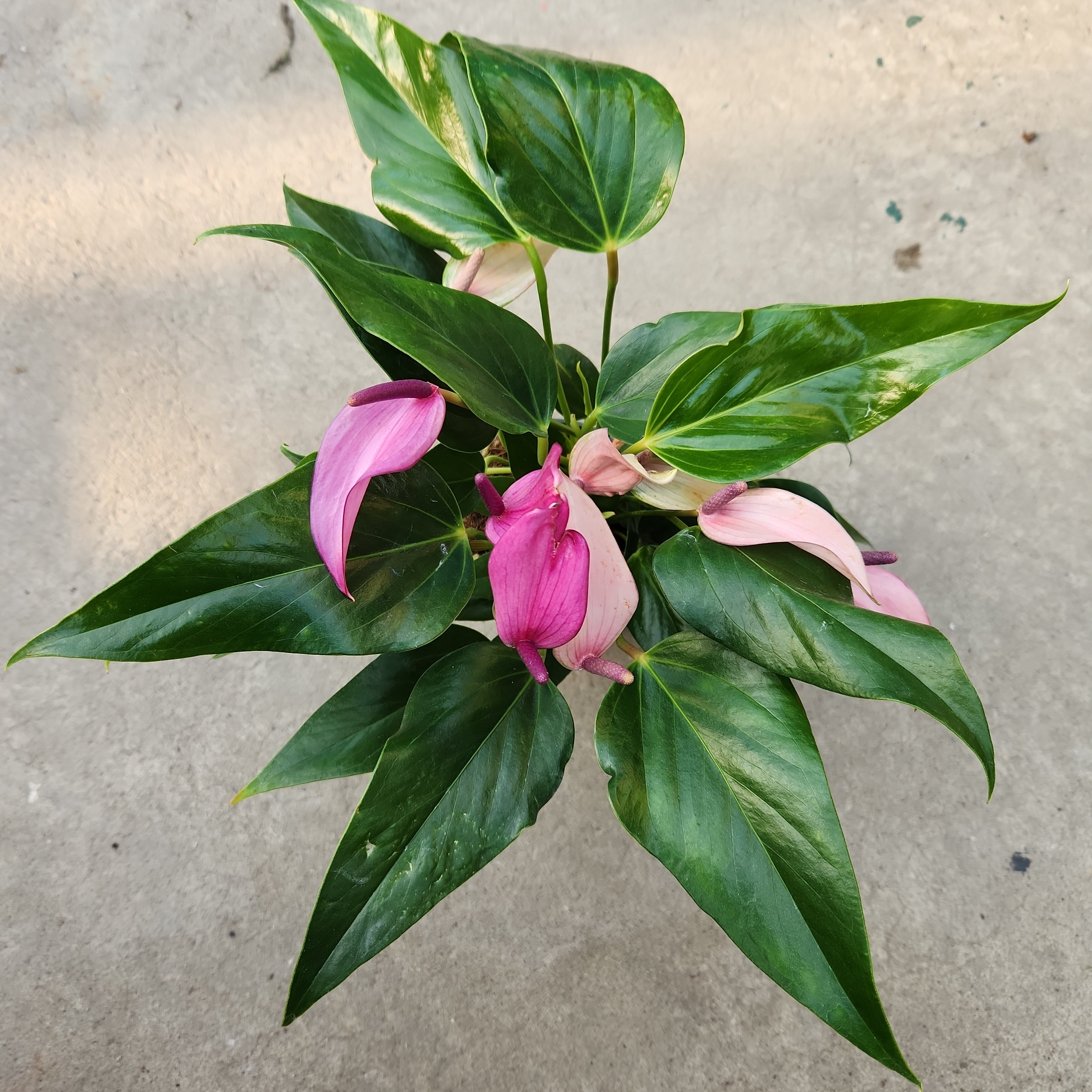 anthurium muyunense Anthurium andreanum 'Mauve' | Tropical