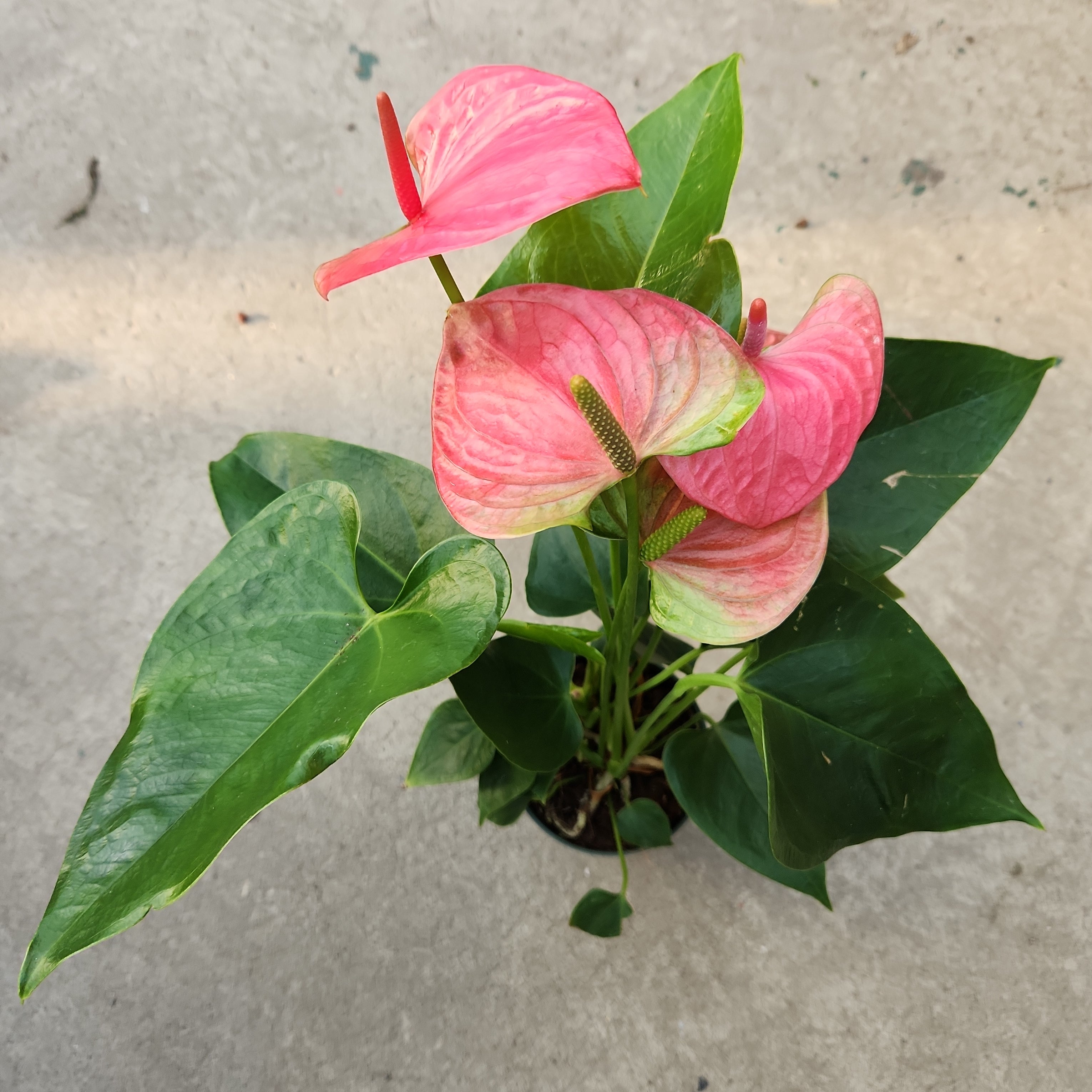 anthurium rose pale Anthurium andreanum 'Pink' | Tropical