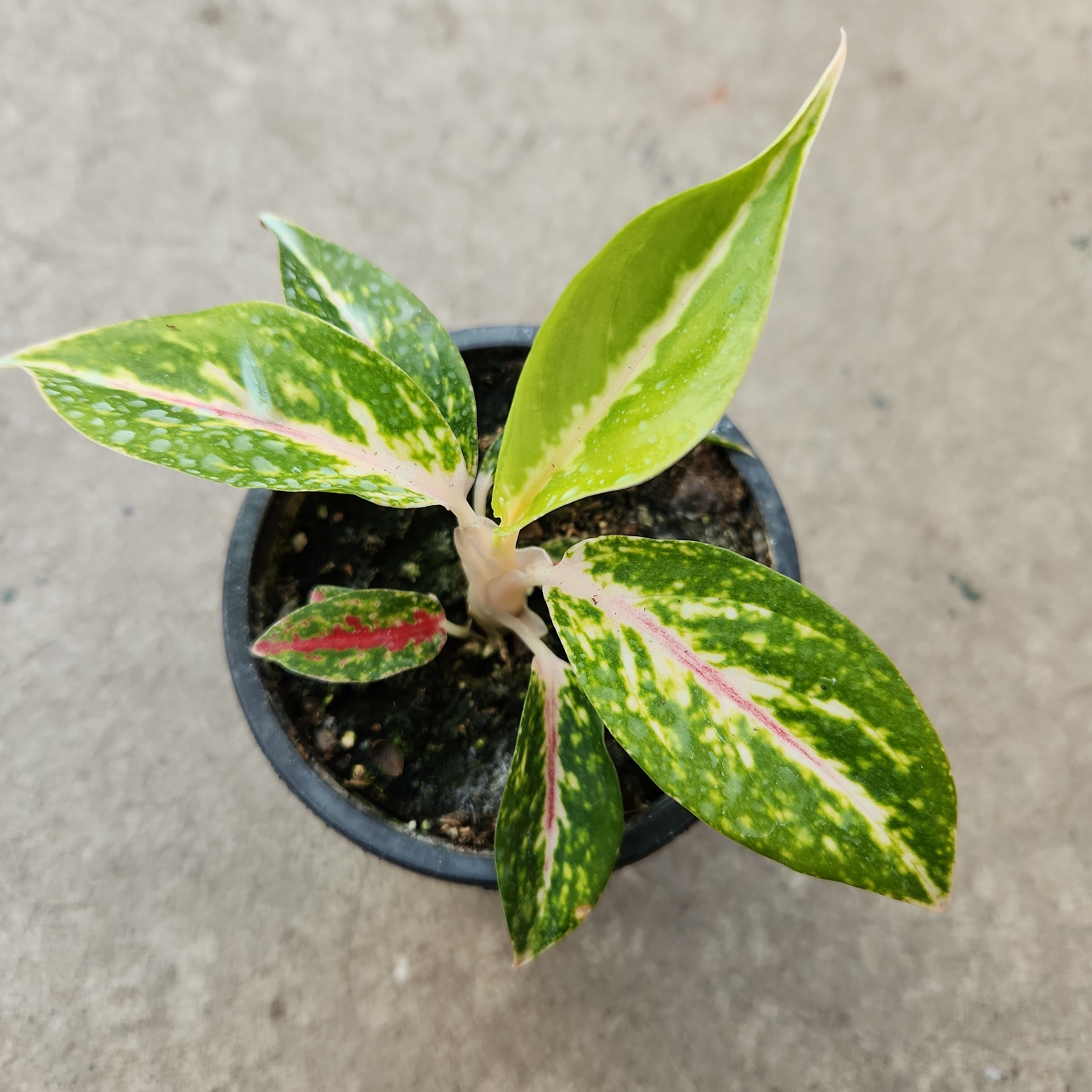aglaonema star burst Aglaonema 'Star Shinning' | Tropical