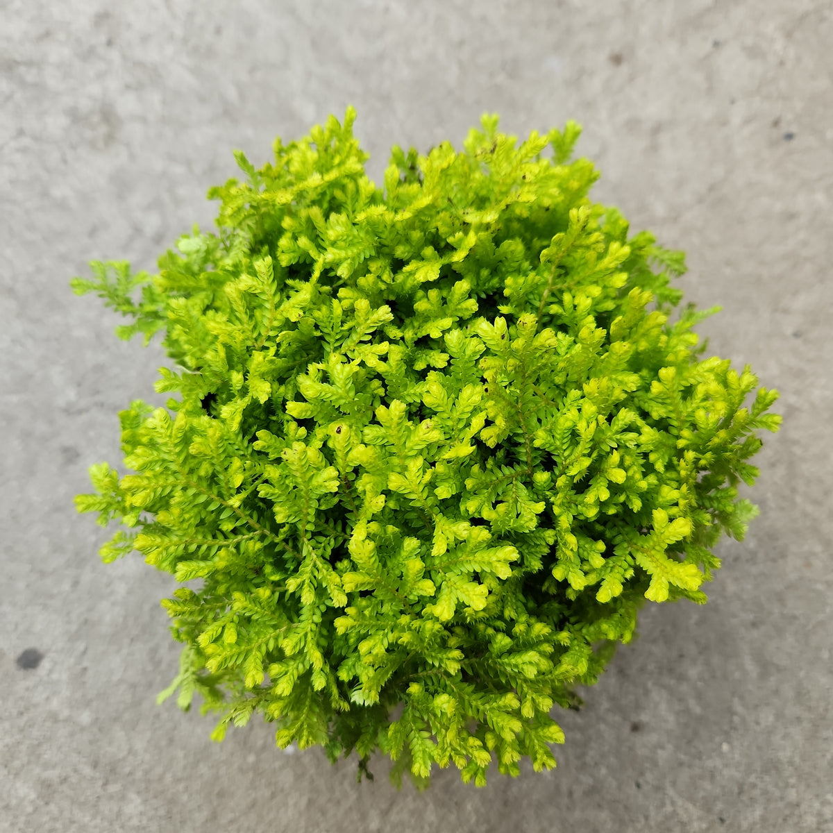 Selaginella moss gold Serres Lavoie