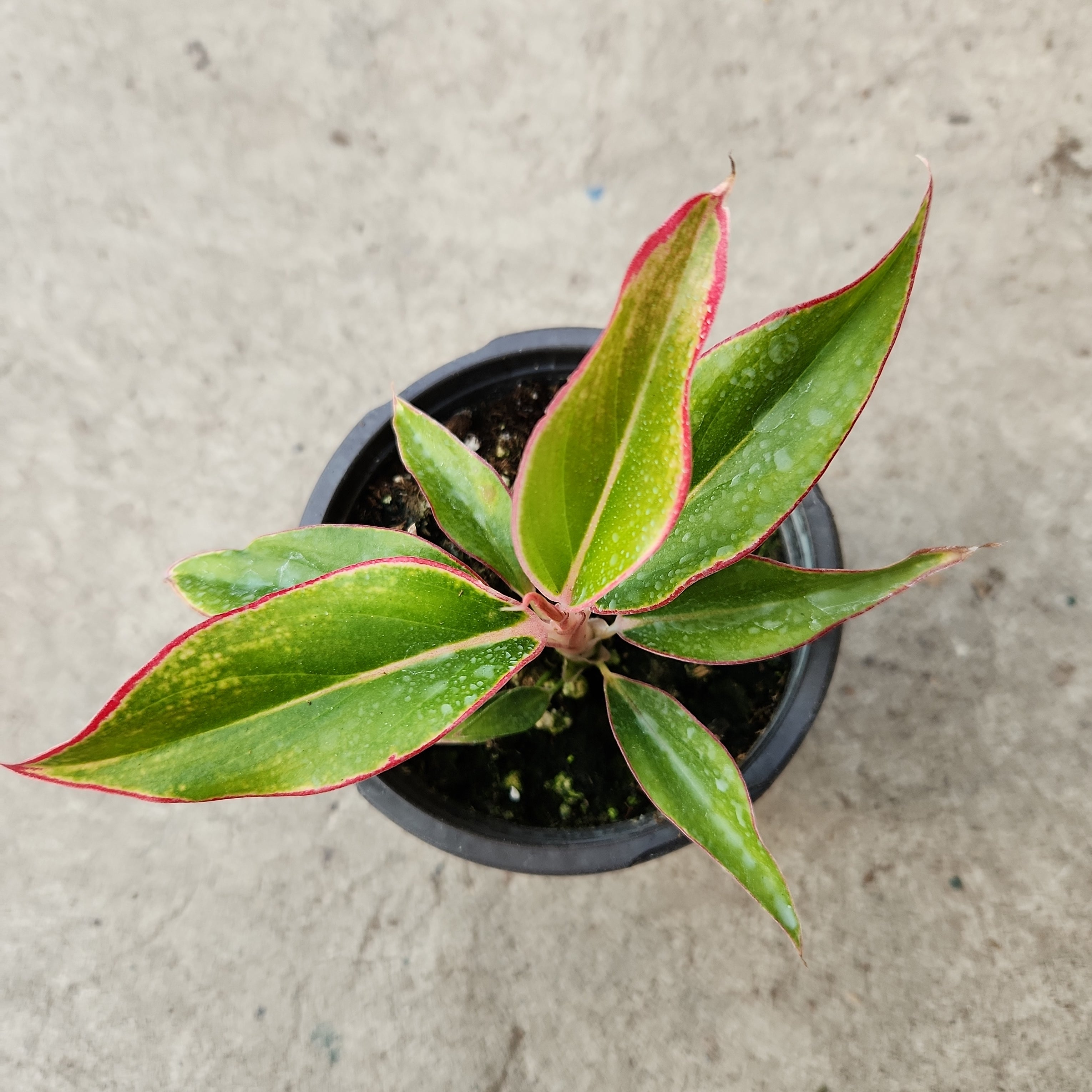 red gold aglaonema Aglaonema 'Red Gold' | Tropical