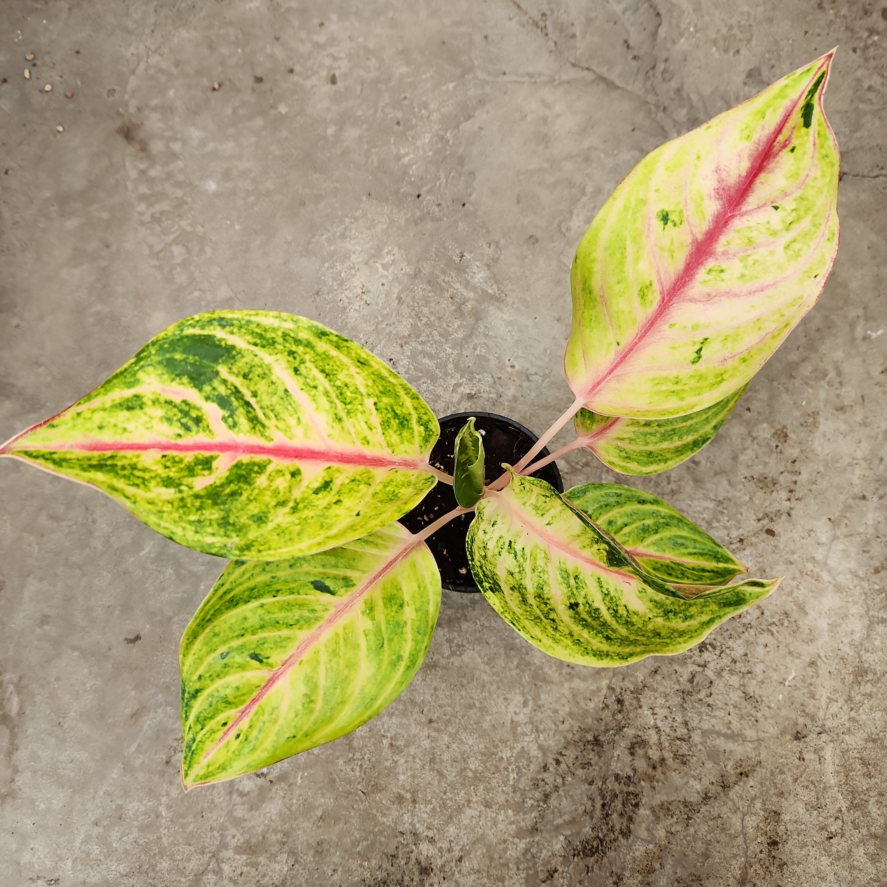 green papaya aglaonema Aglaonema 'Green Papaya' | Tropical