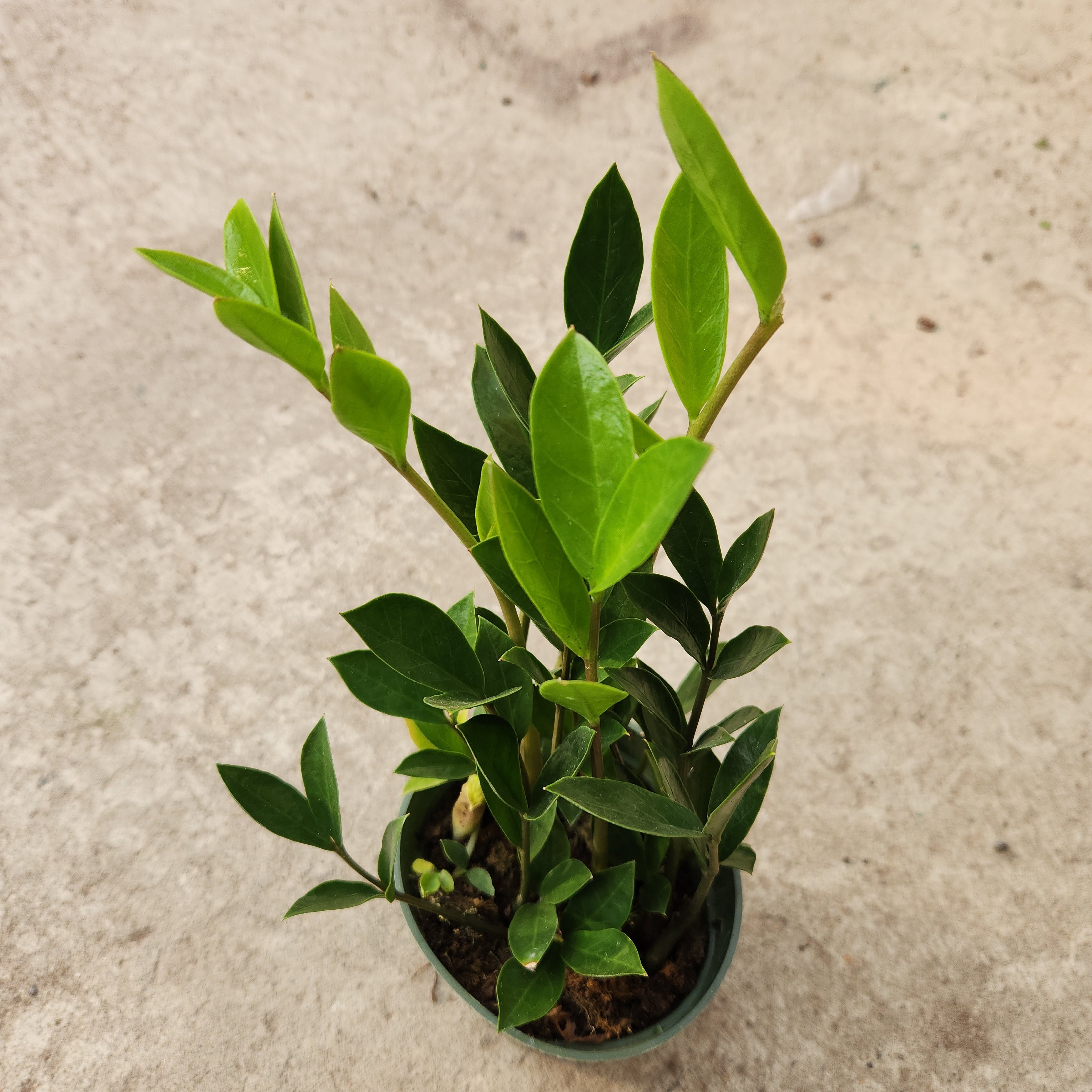zamicro zz plant Zamioculcas zamiifolia 'Zamicro' – Serres Lavoie