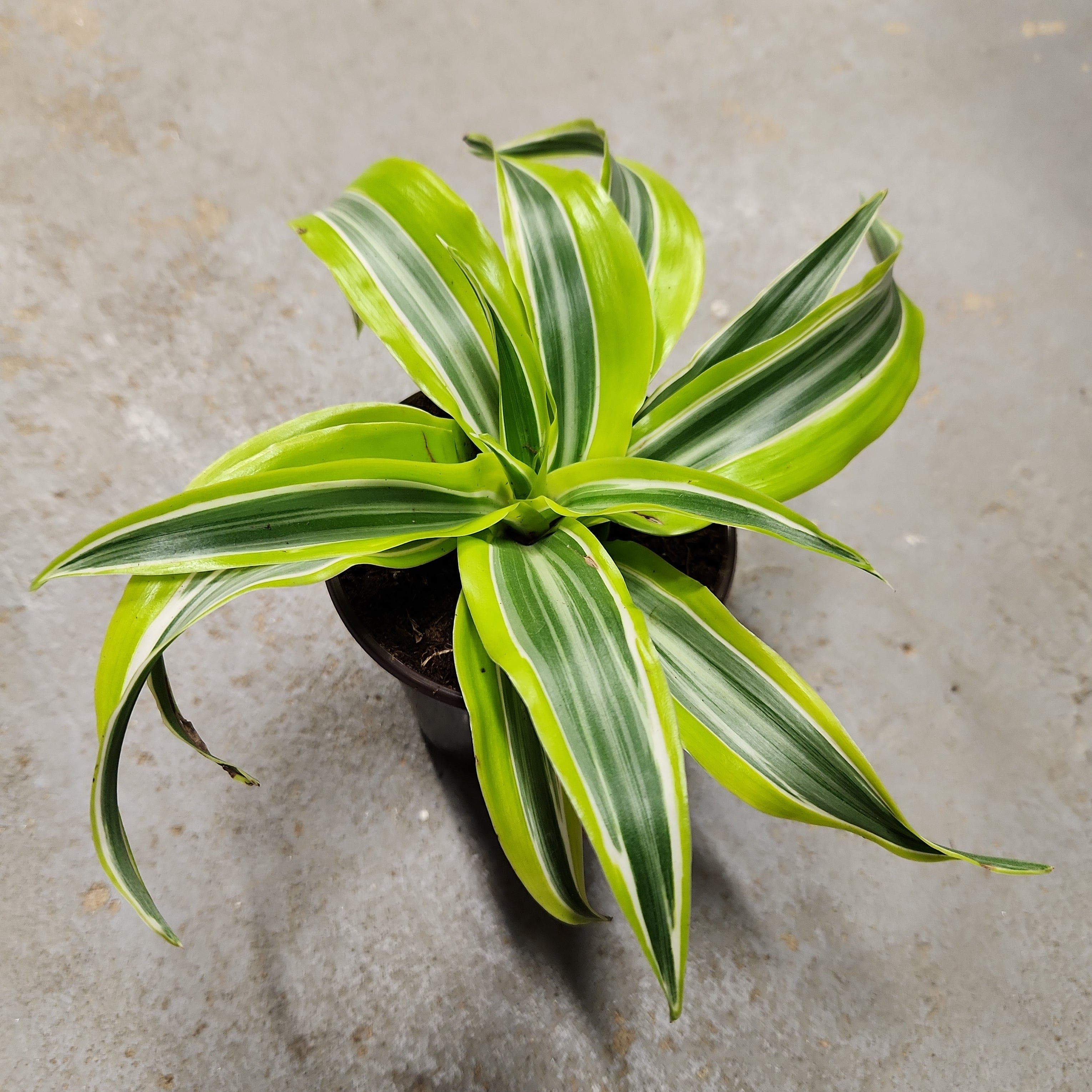 dracaena fragrans surprise Dracaena fragrans 'Lemon surprise' – Serres Lavoie