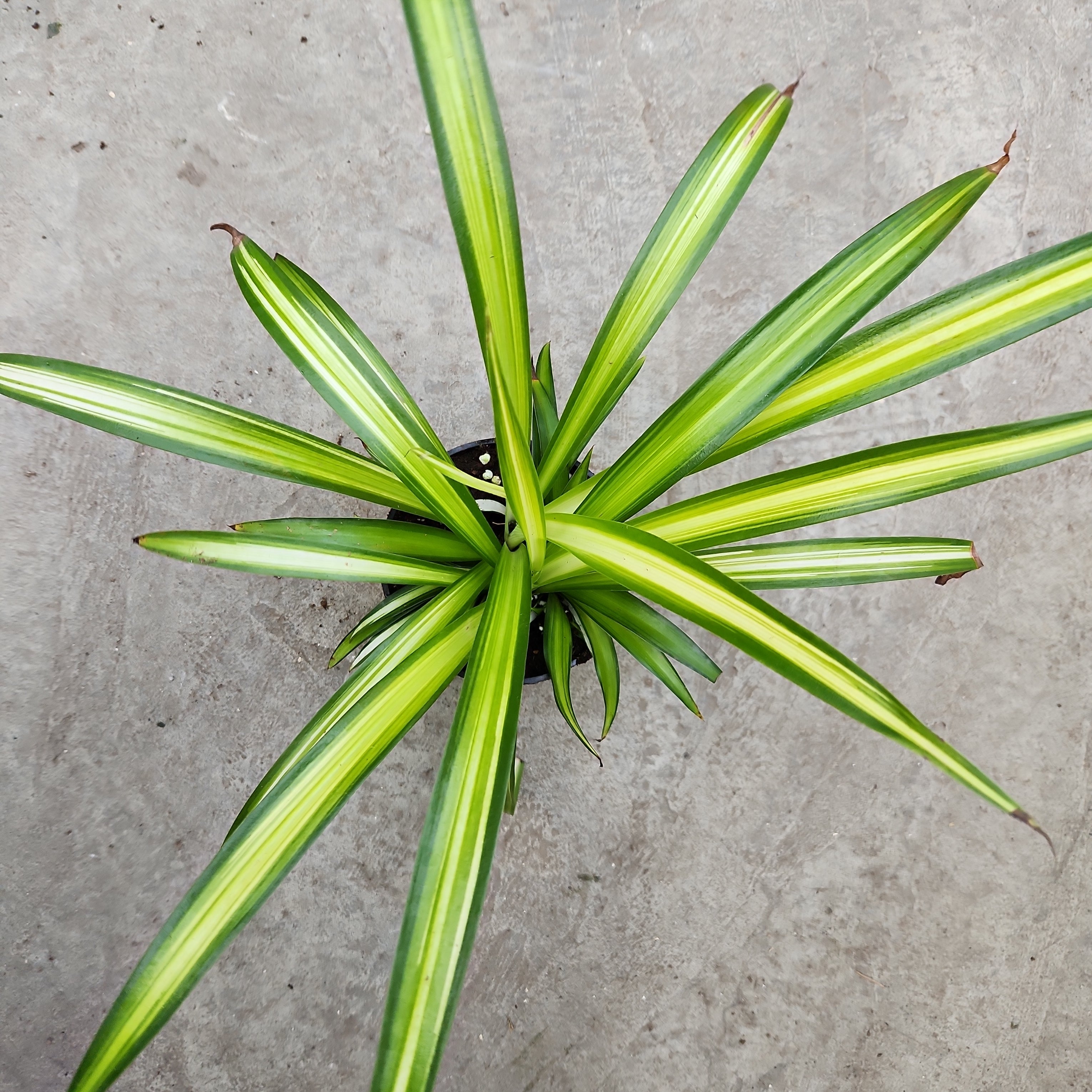 chlorophytum comosum hawaiian Chlorophytum comosum 'Hawaiian' – Serres Lavoie