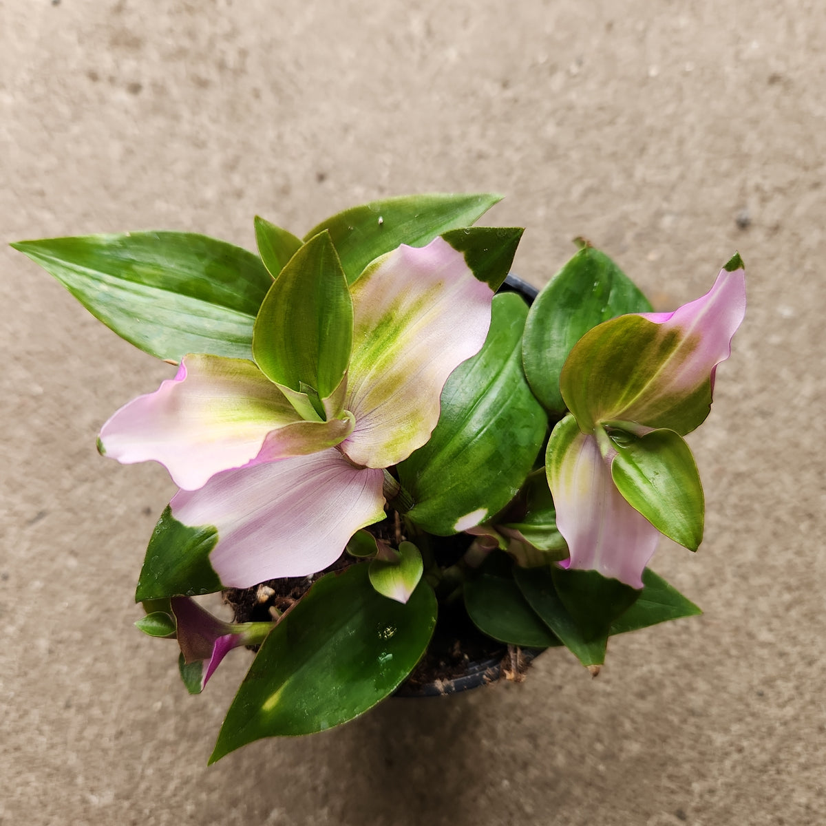 Tradescantia Blushing Bride Plant (Pink Houseplants) - mygardenchannel