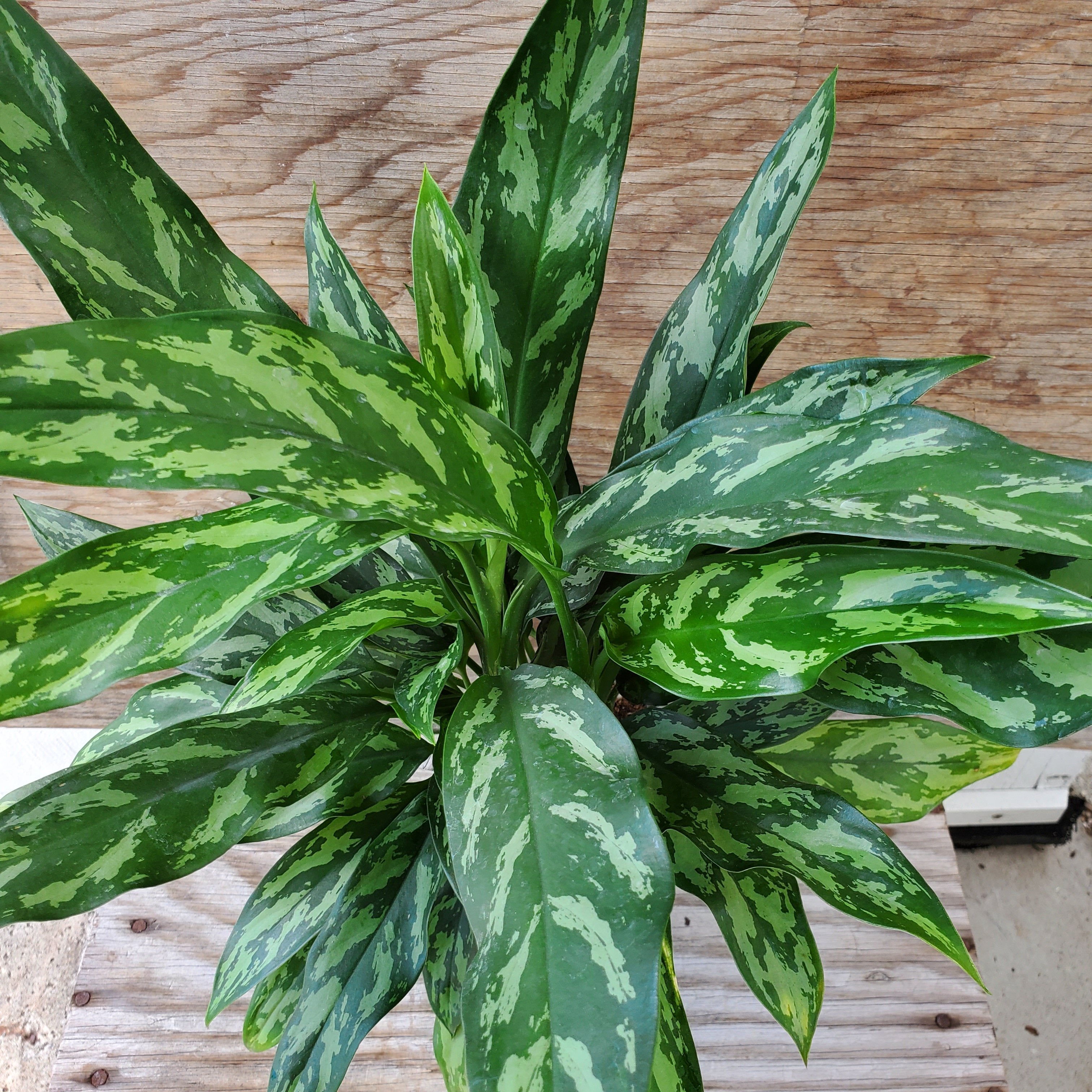 aglaonema super maria Aglaonema 'Super Maria' | Tropical
