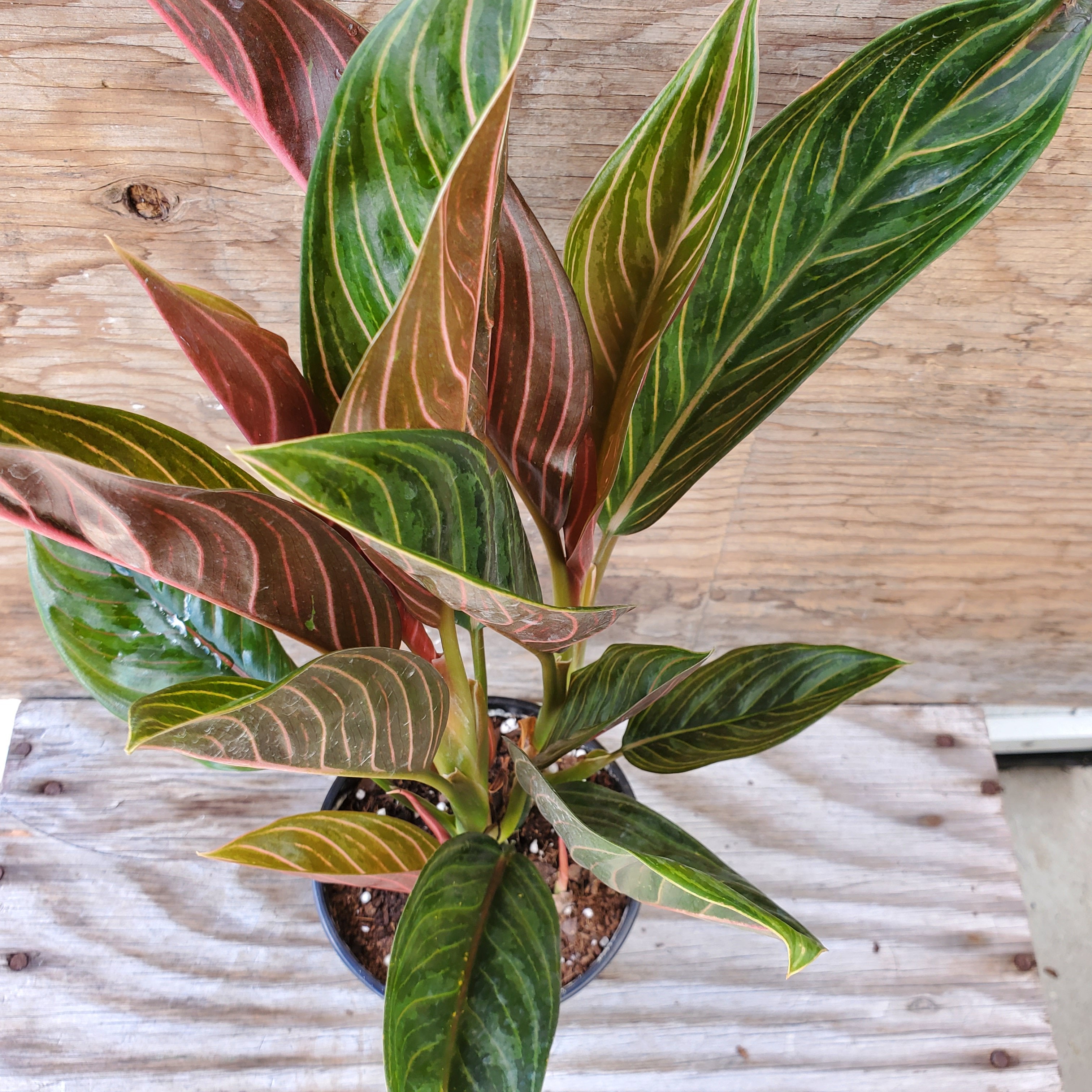 aglaonema rotundum chocolate Aglaonema 'Chocolate' | Tropical