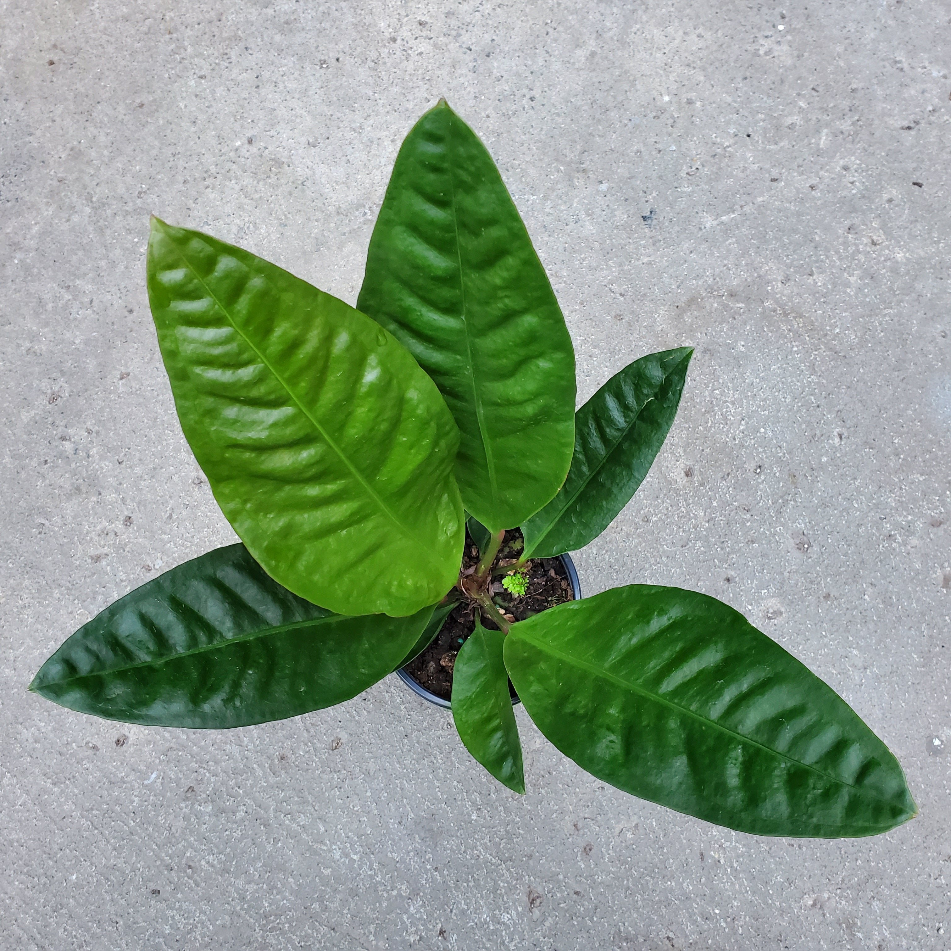 anthurium levis Anthurium superbum | Tropical