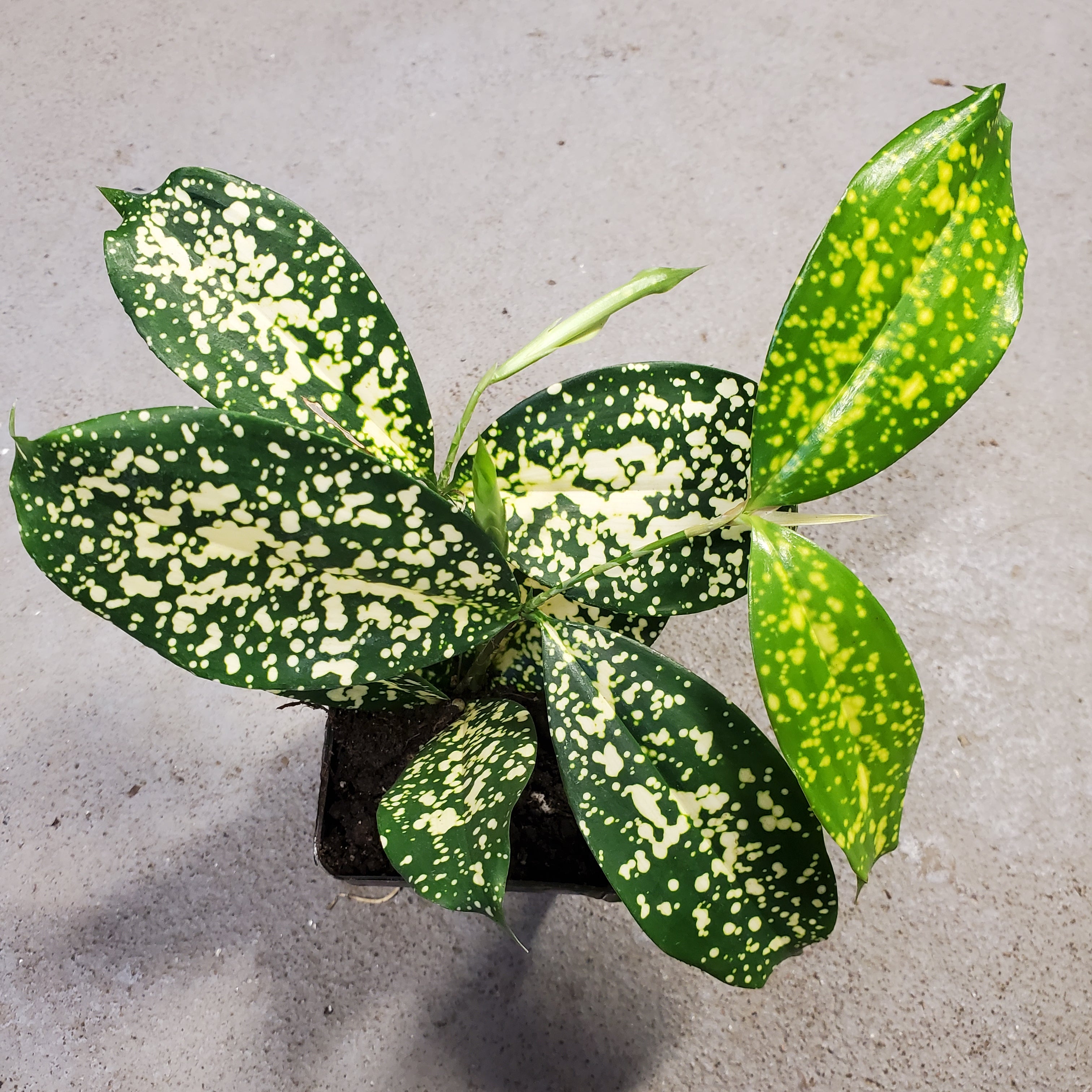 dracaena godseffiana surculosa Dracaena surculosa – Serres Lavoie