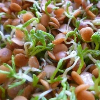 Organic* lentil microfoil seed