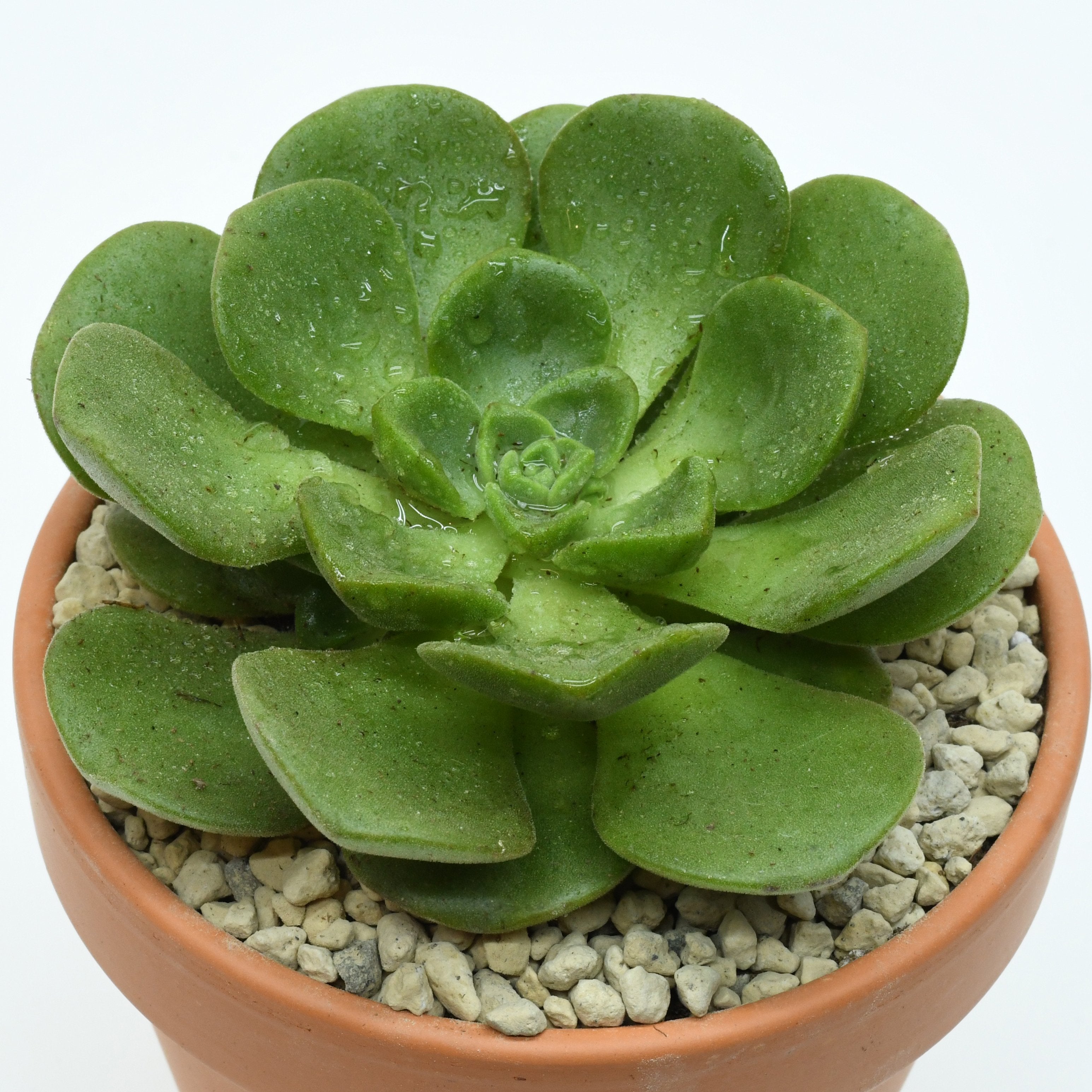 aeonium lily pad succulent care Aeonium cv. Lily Pad | Succulents