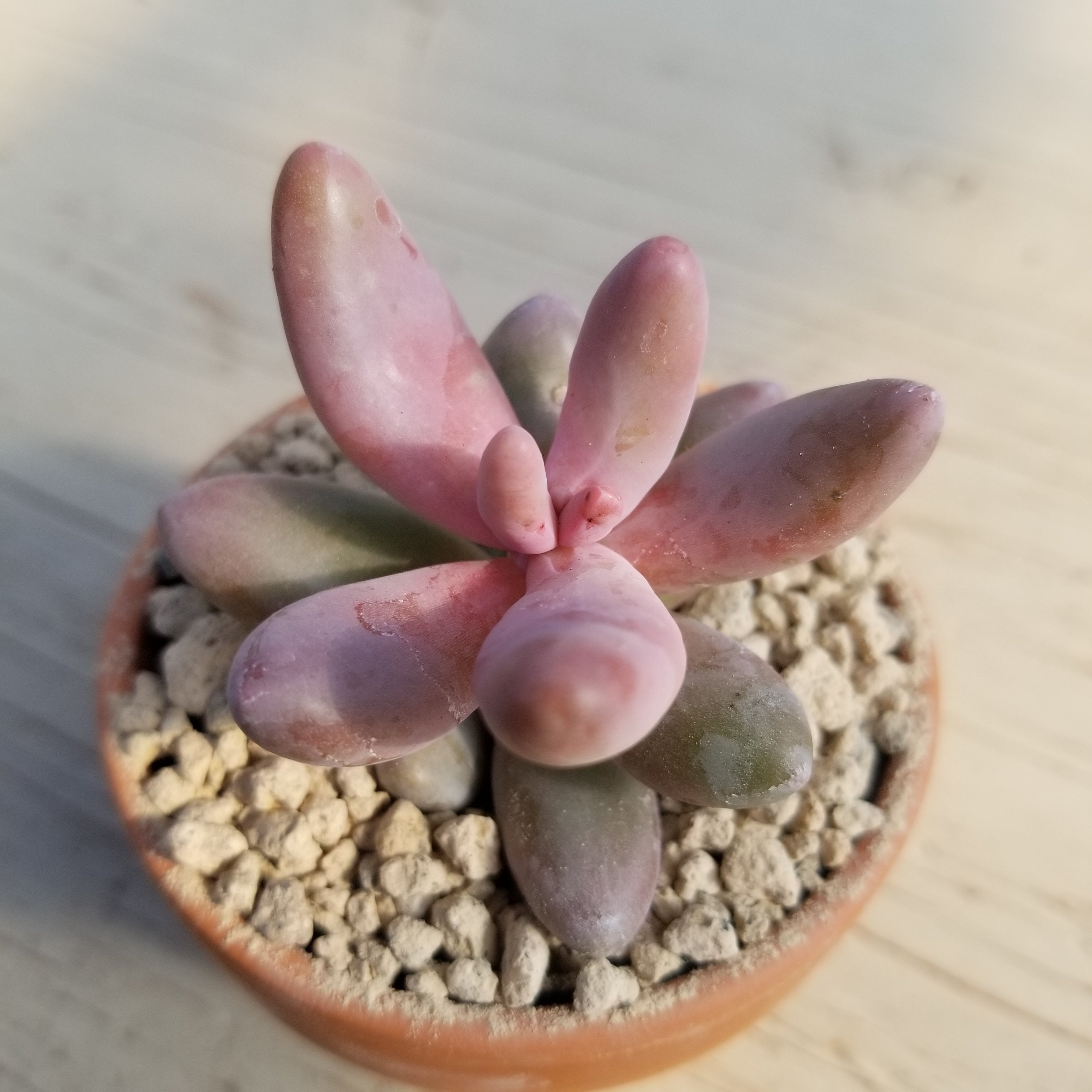 ganzhou succulent Pachysedum 'Ganzhou' – Serres Lavoie