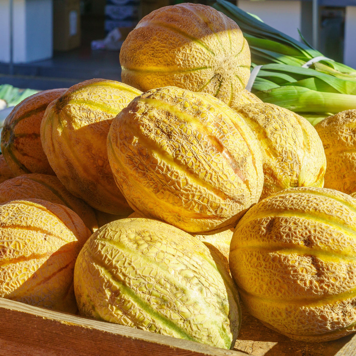 Melon de montréal Serres Lavoie