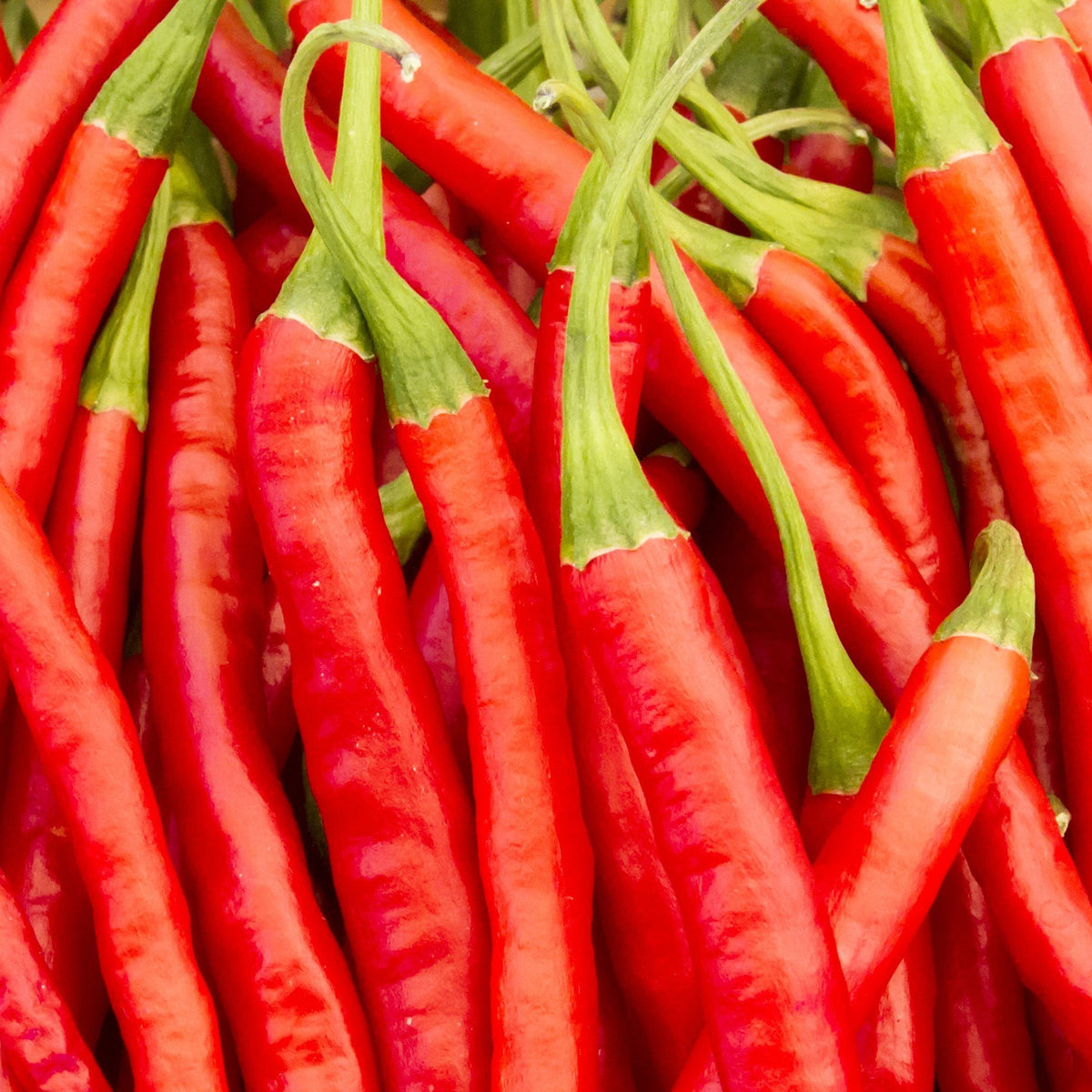 Gong bao pepper Vegetables Serres Lavoie