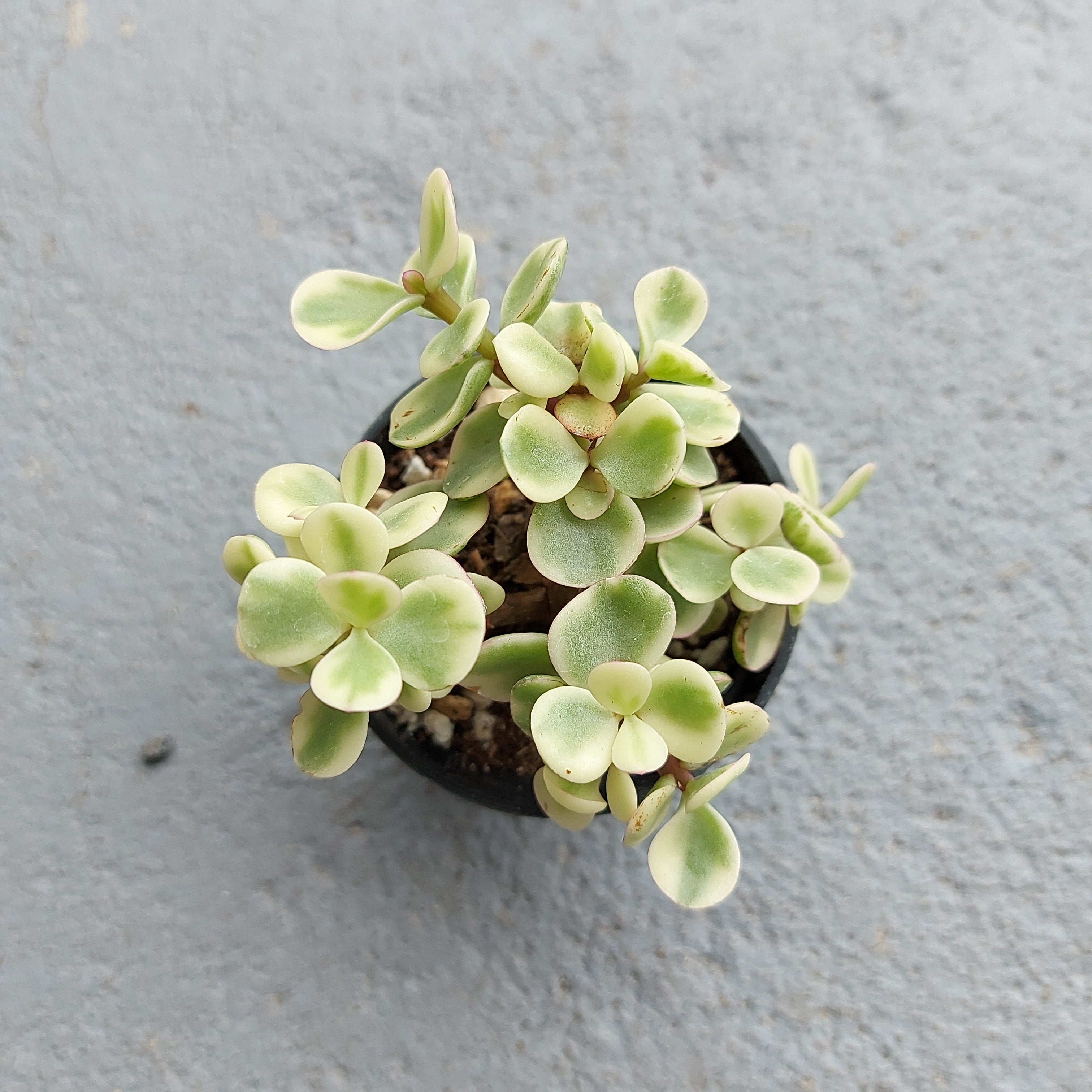 crassula portulacaria afra variegata Portulacaria afra f. variegata | Succulents