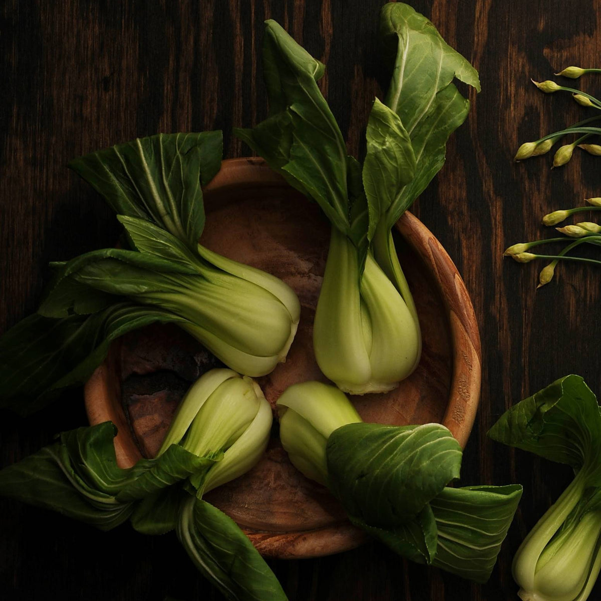 Choi baby cabbage seeds Serres Lavoie