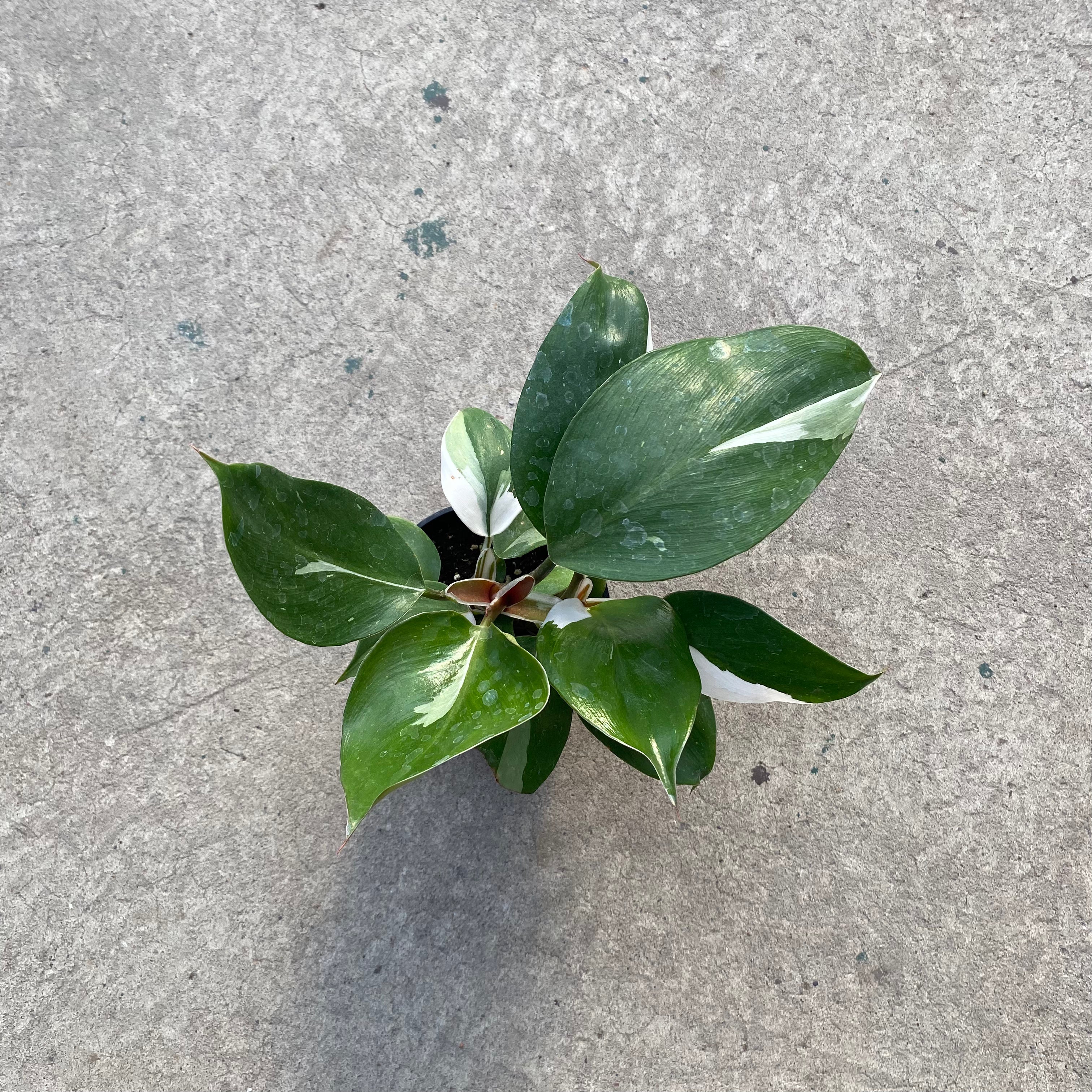 philodendron erubescens white knight Philodendron erubescens 'White Knight' – Serres Lavoie