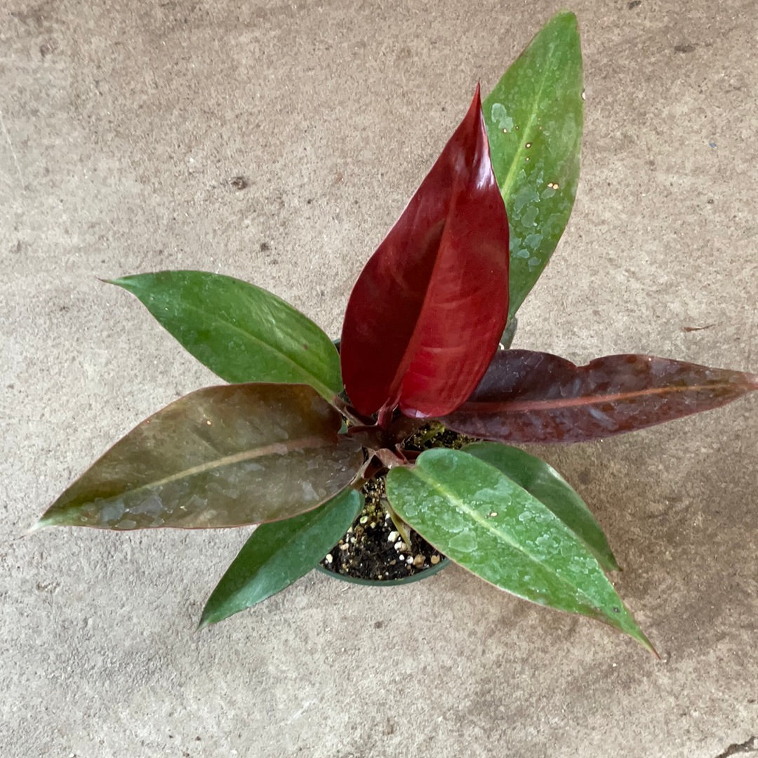 philodendron sun red Philodendron 'Red Sun' – Serres Lavoie