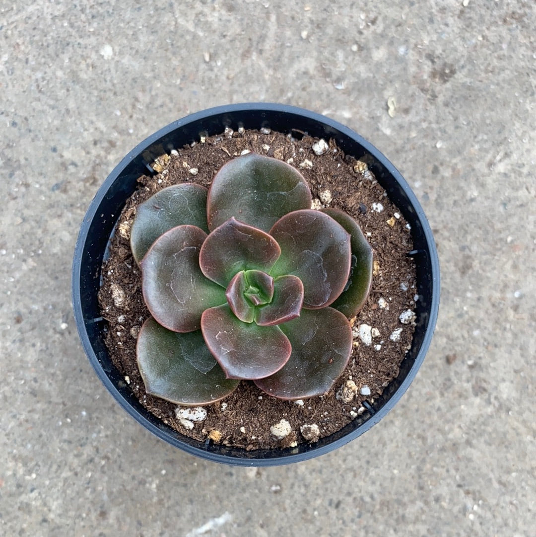 melaco succulent Echeveria 'Melaco' | Succulents